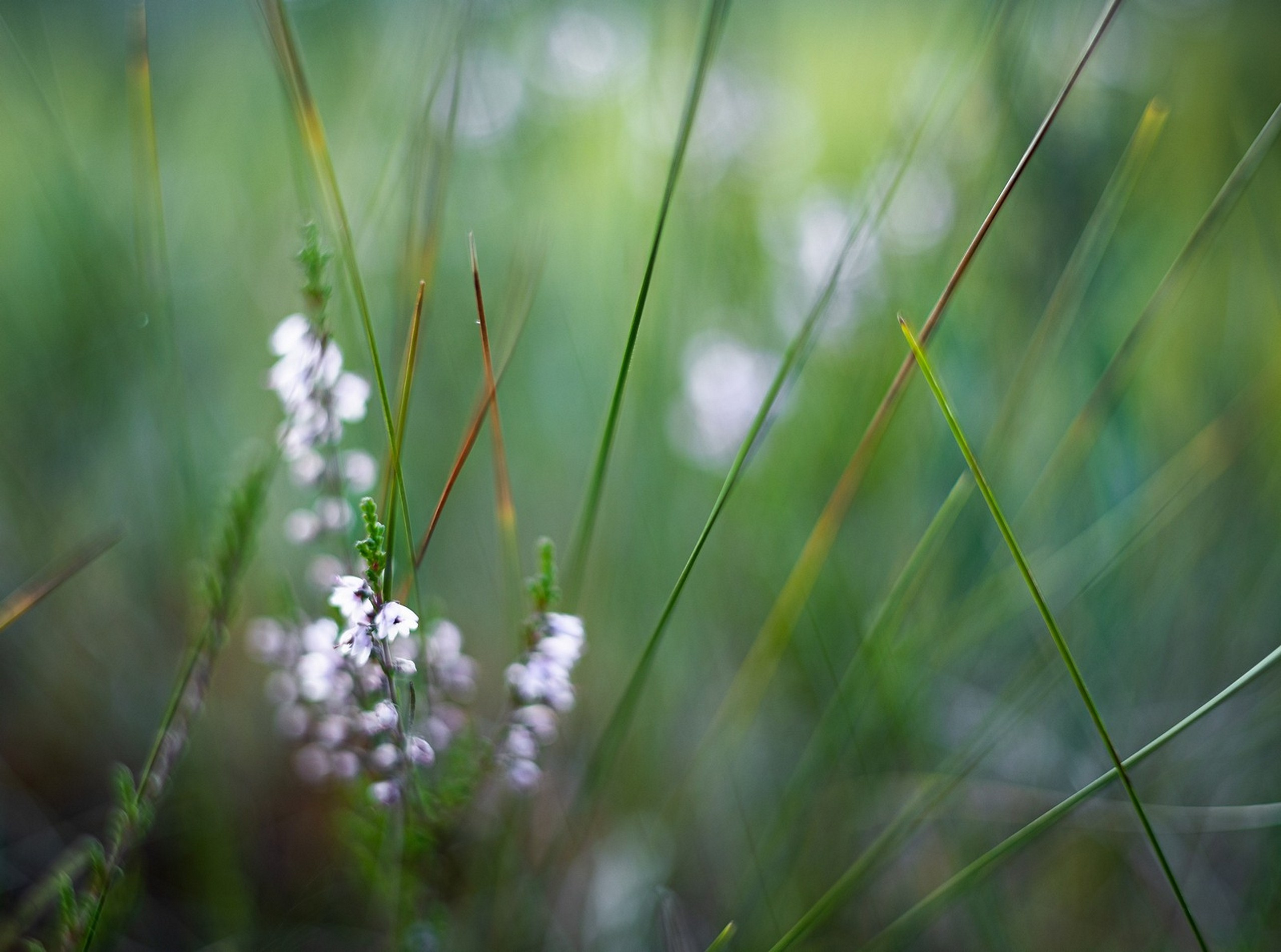Карельский Перешеек. Фотограф Владимир Медведев