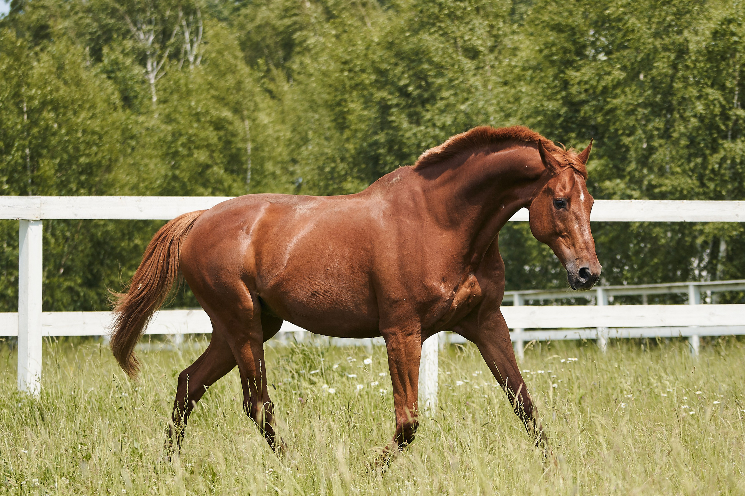 Эмбилгон, буденновский, КСК «Звёздный». Фотосессии с лошадьми в Москве, Новосибирске