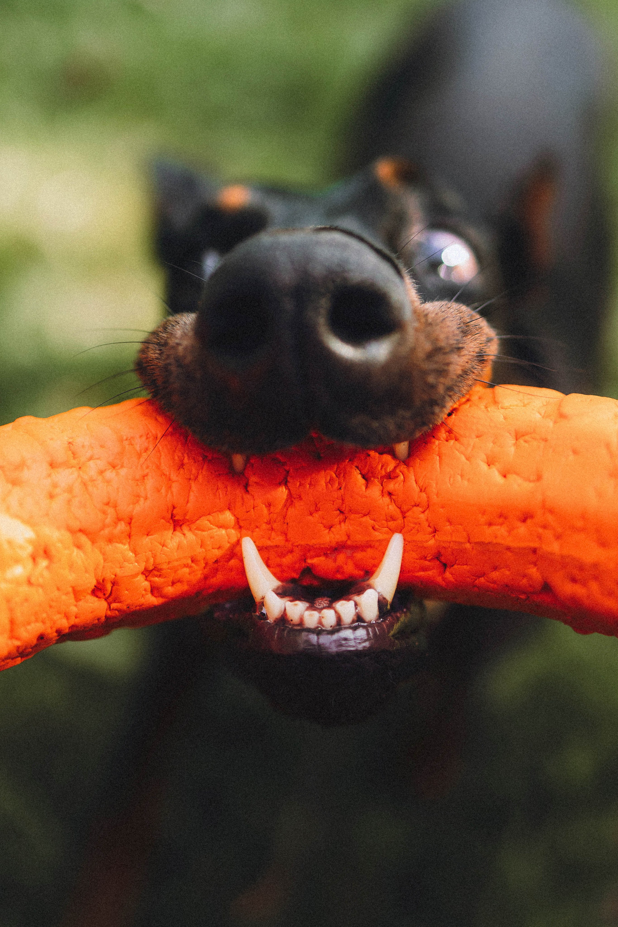 Паша и Хайди