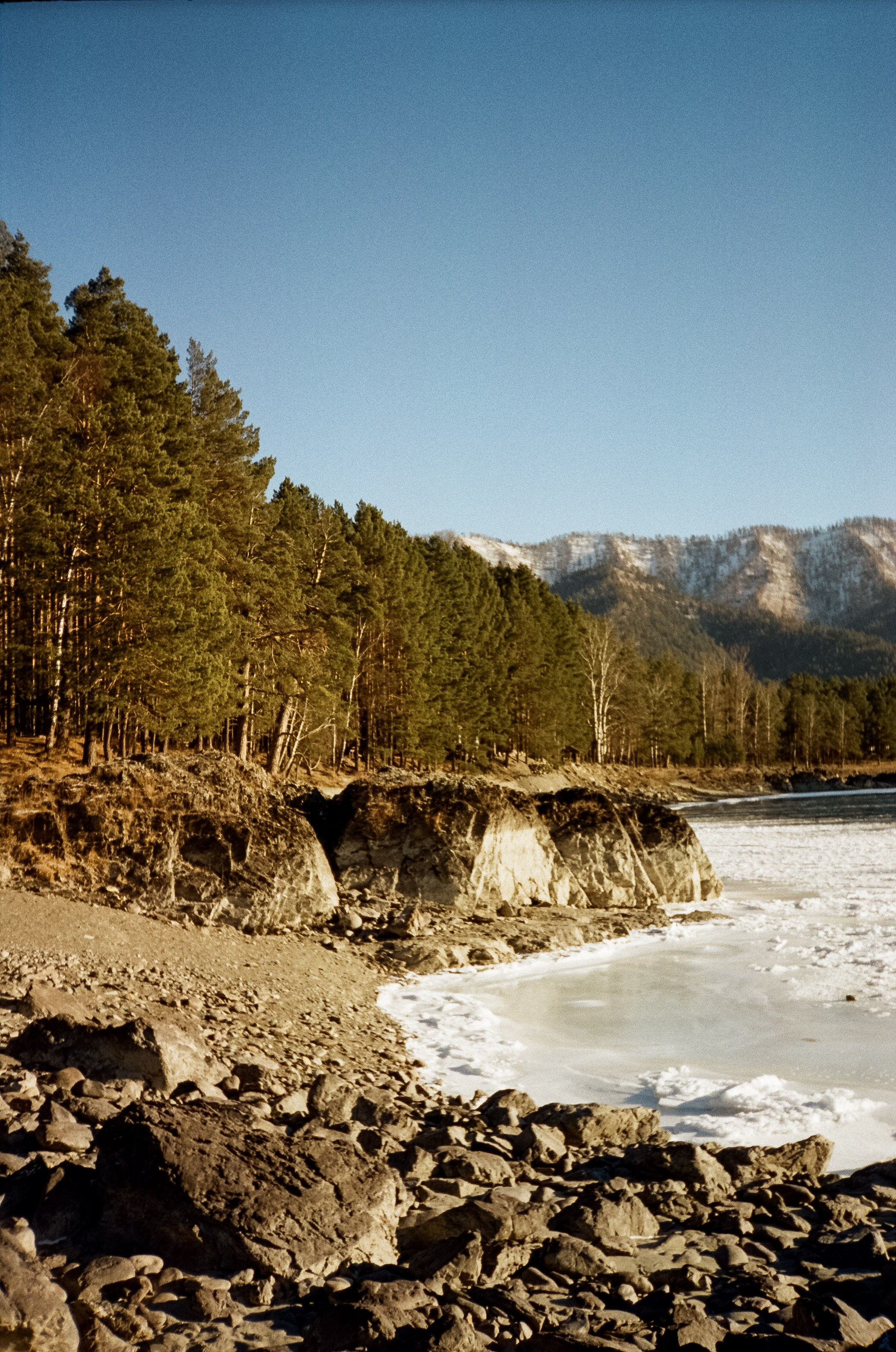 Зимняя Катунь: острова, льды, скалы у базы Берель. Зеленые сосны и. Фотограф-документалист Мария Осокина
