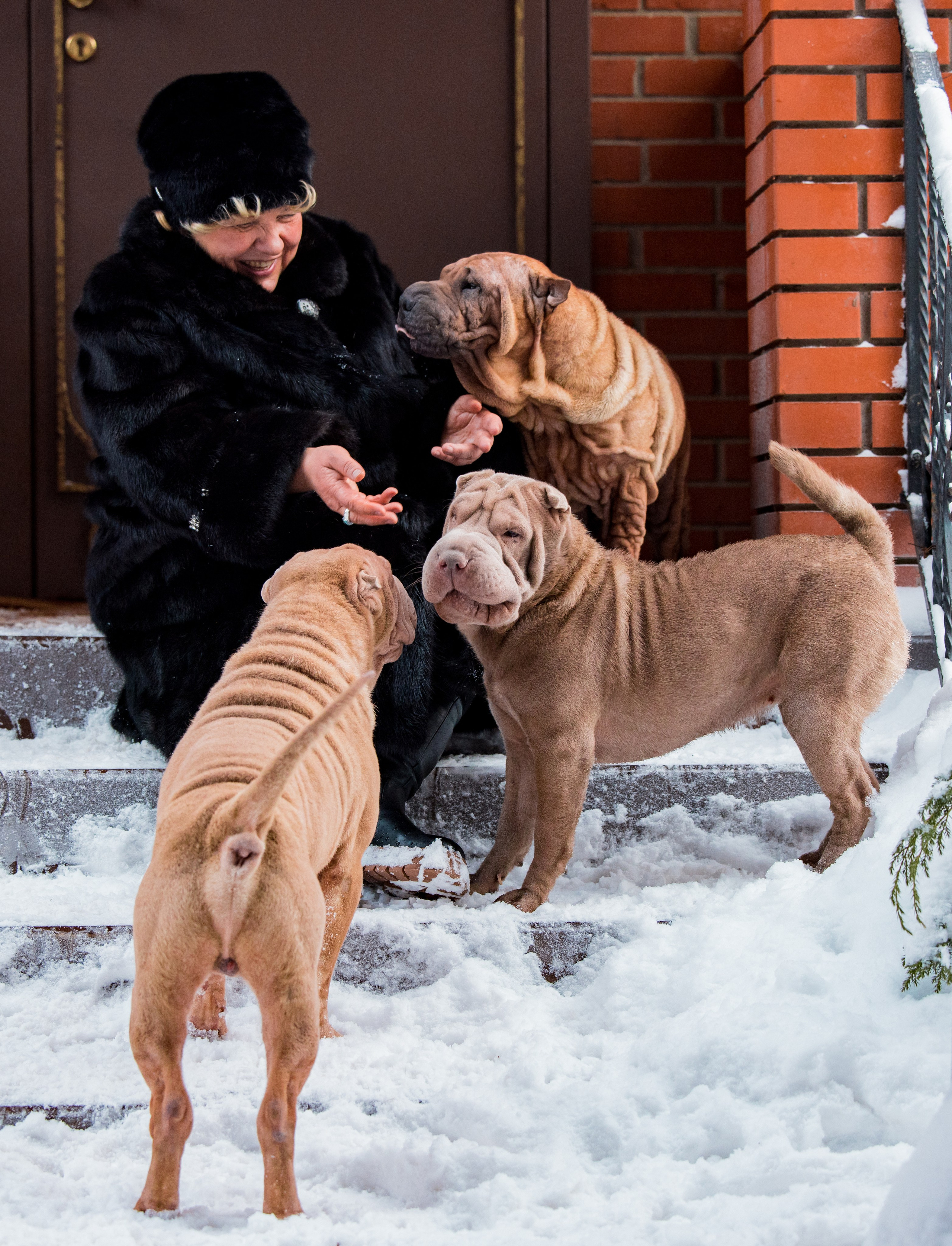 В гостях у шарпеев 16.01.2024. Фотограф-анималист Юлия Германика