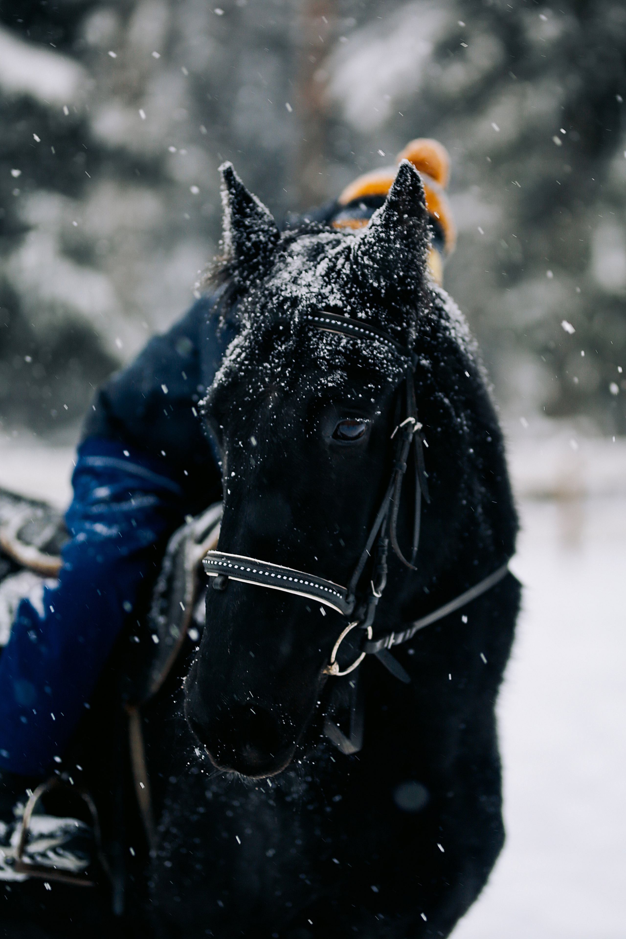 С лошадками. Фотограф Анастасия Залевская