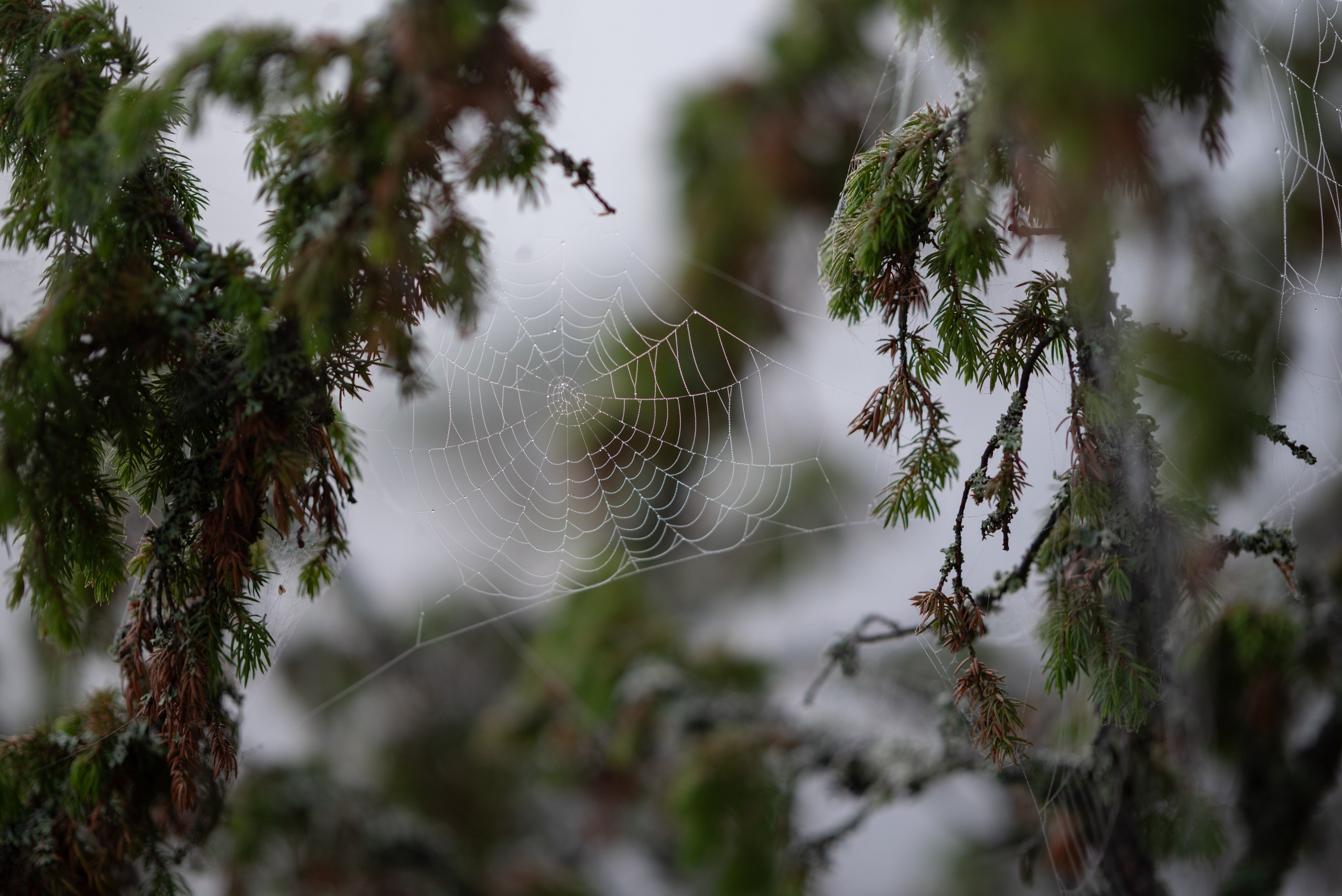 Осень на 85DFA*. Портретный фотограф Денис Милютин