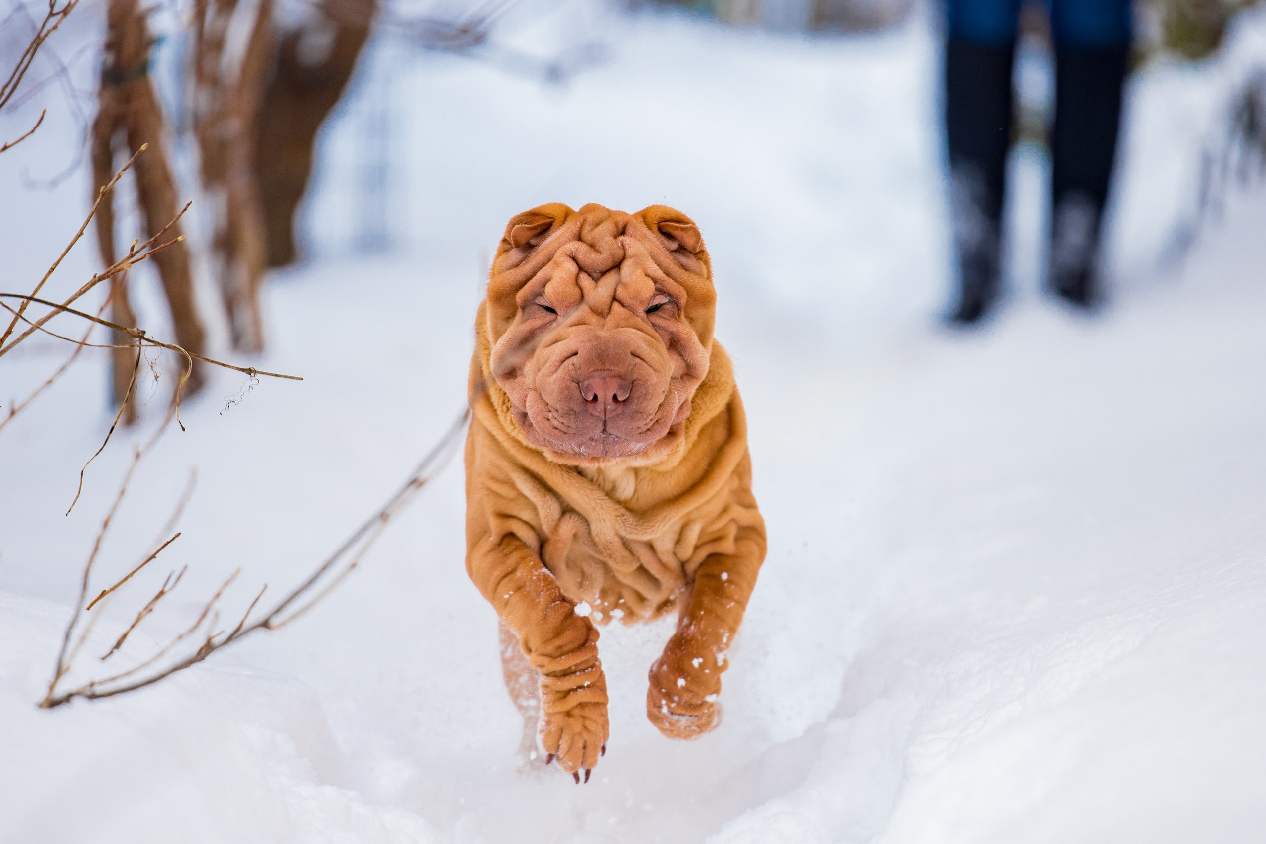 В гостях у шарпеев 16.01.2024. Фотограф-анималист Юлия Германика