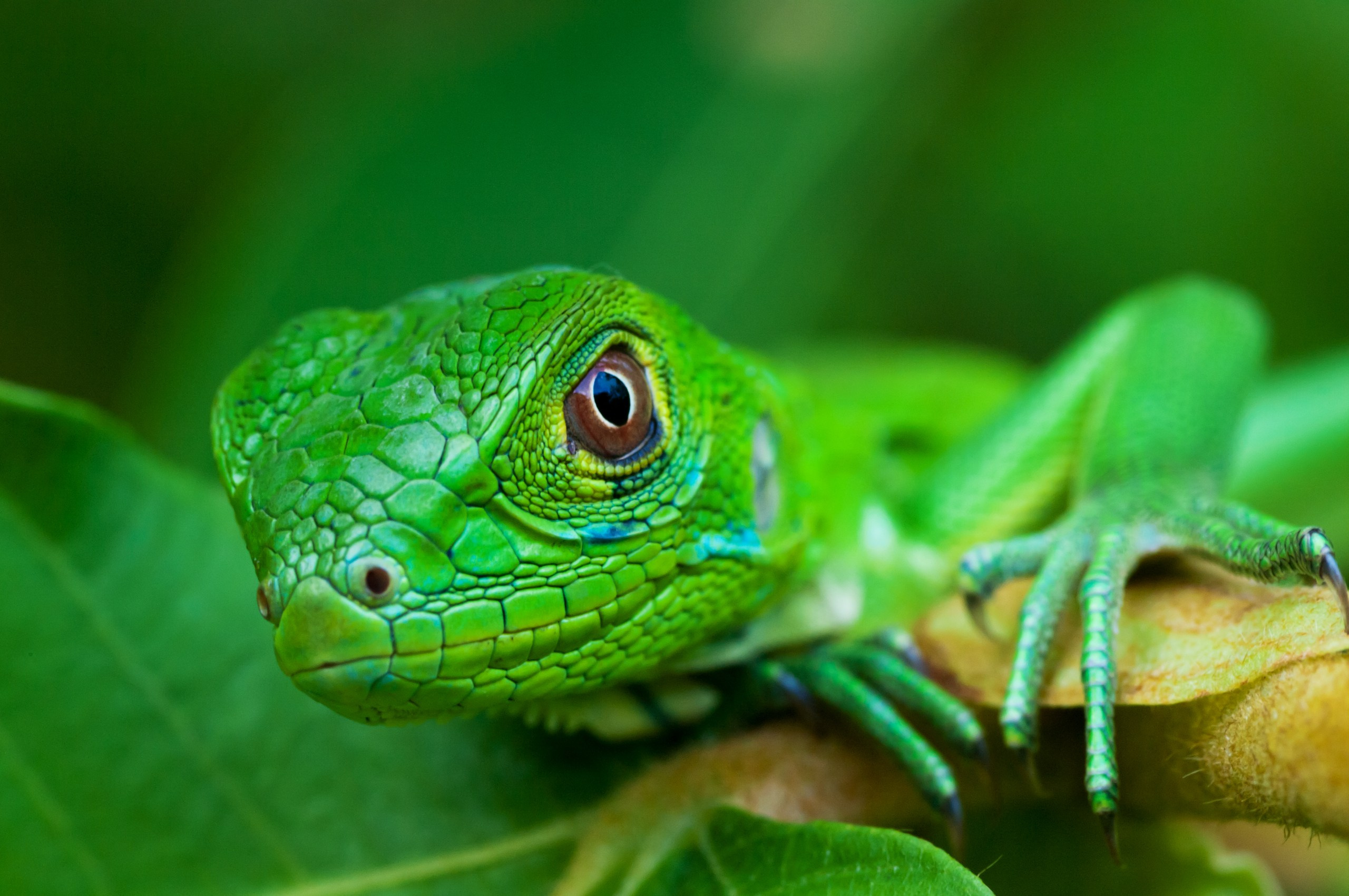 Все оттенки зелёного. Авторские стильные фотокартины