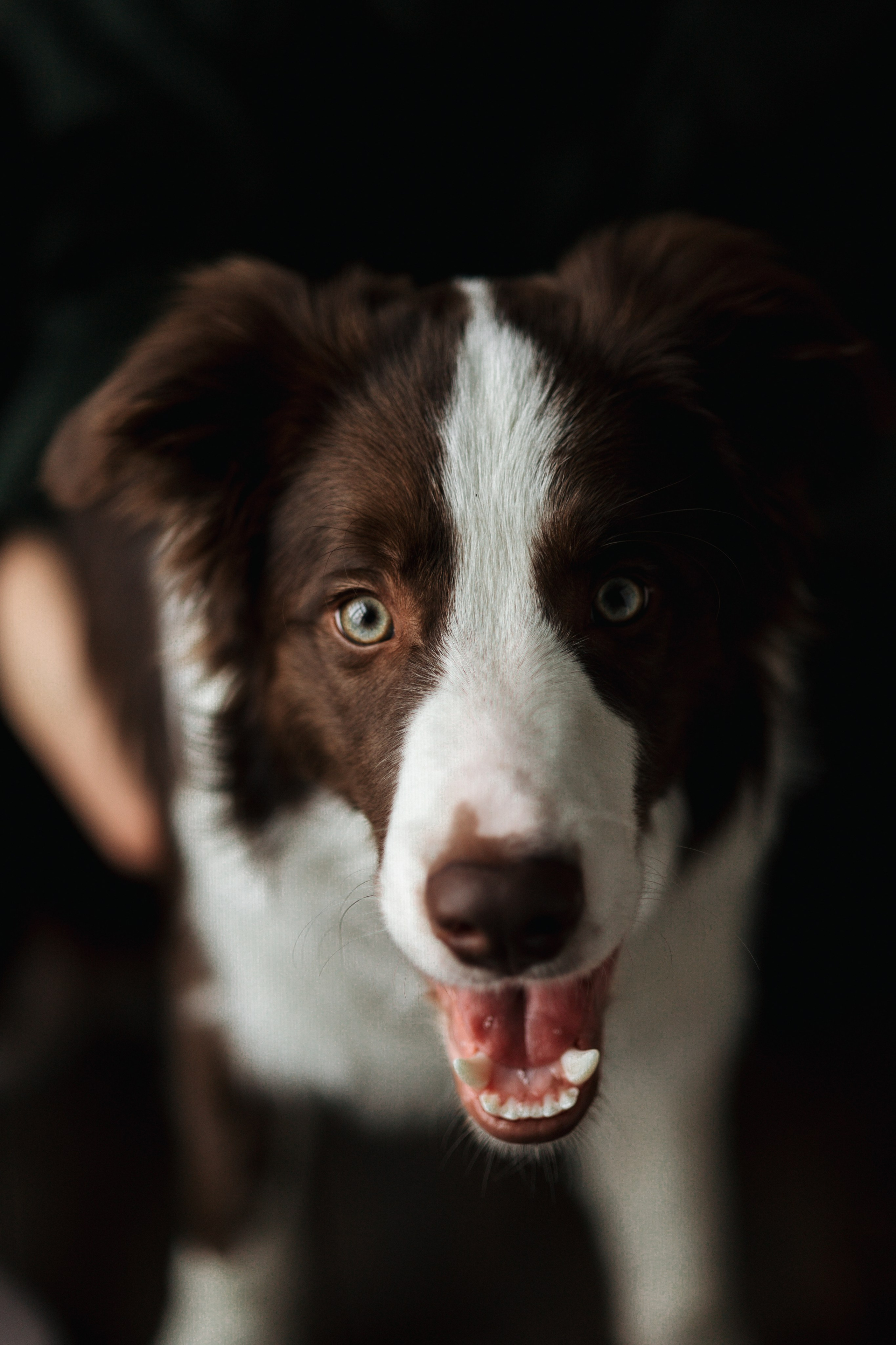 Настя и Симба. Фотограф — Анималист | Санкт-Петербург