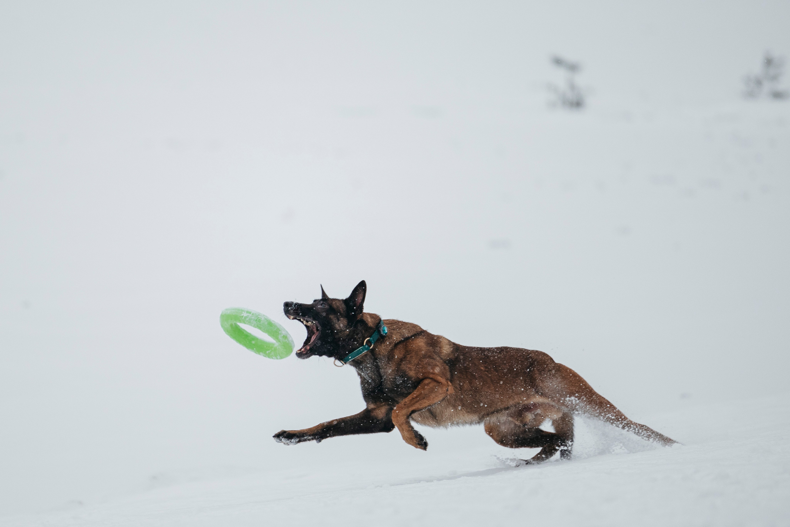 Карьер. Фотограф-анималист Анна Маринич