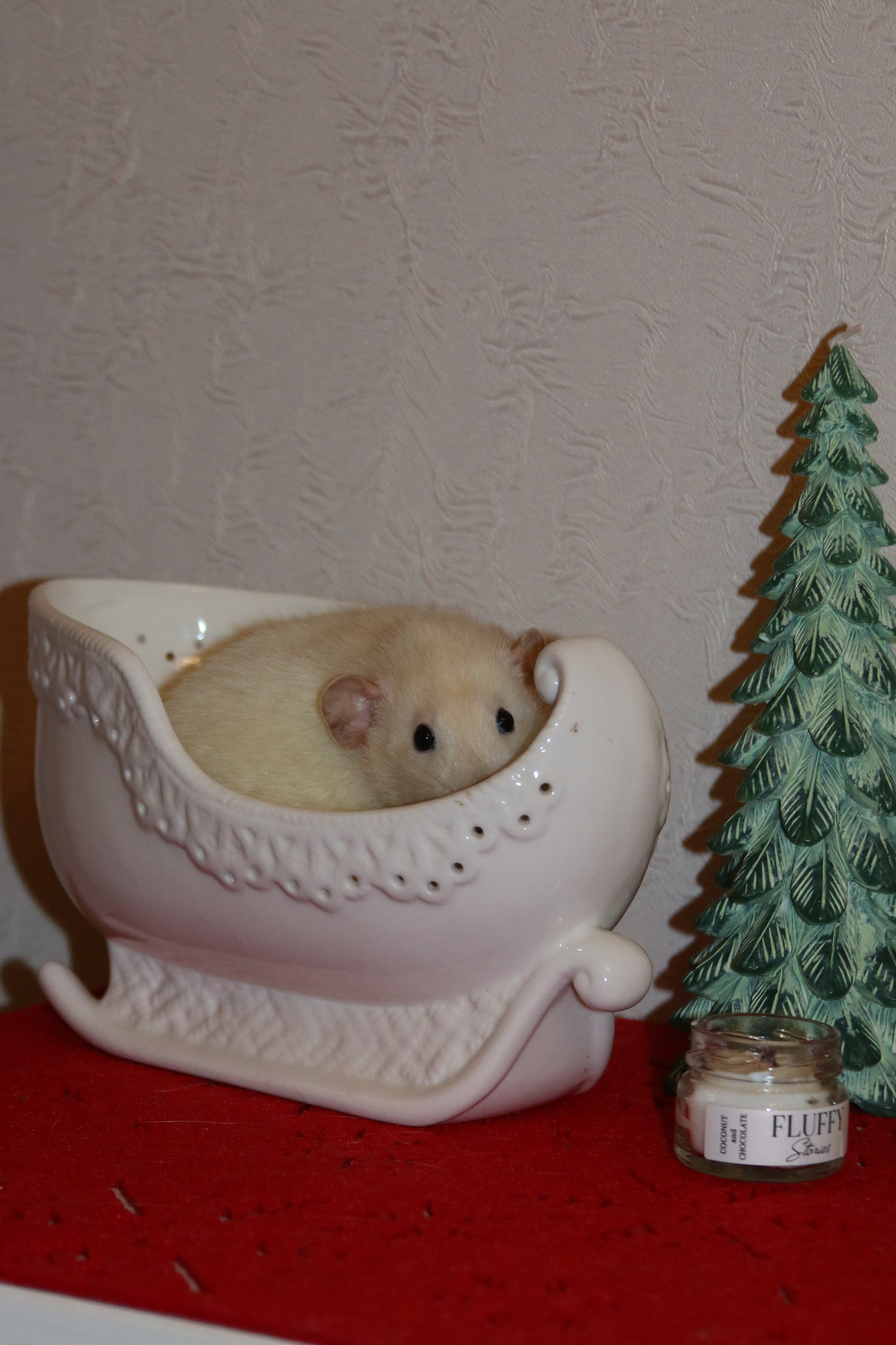 Съемка с питомцем