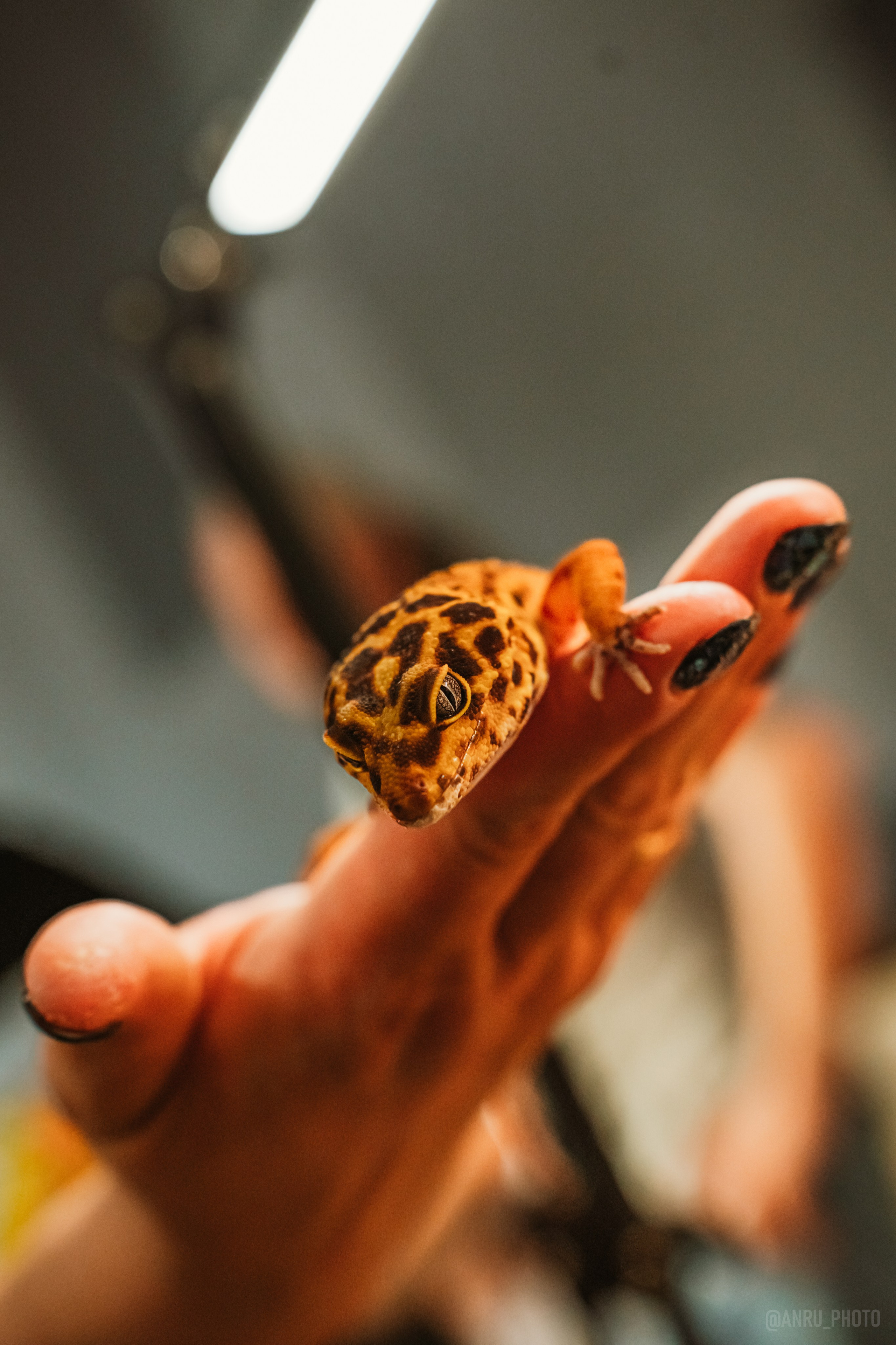 Рептилиум. Репортажный фотограф Анастасия Рубцова