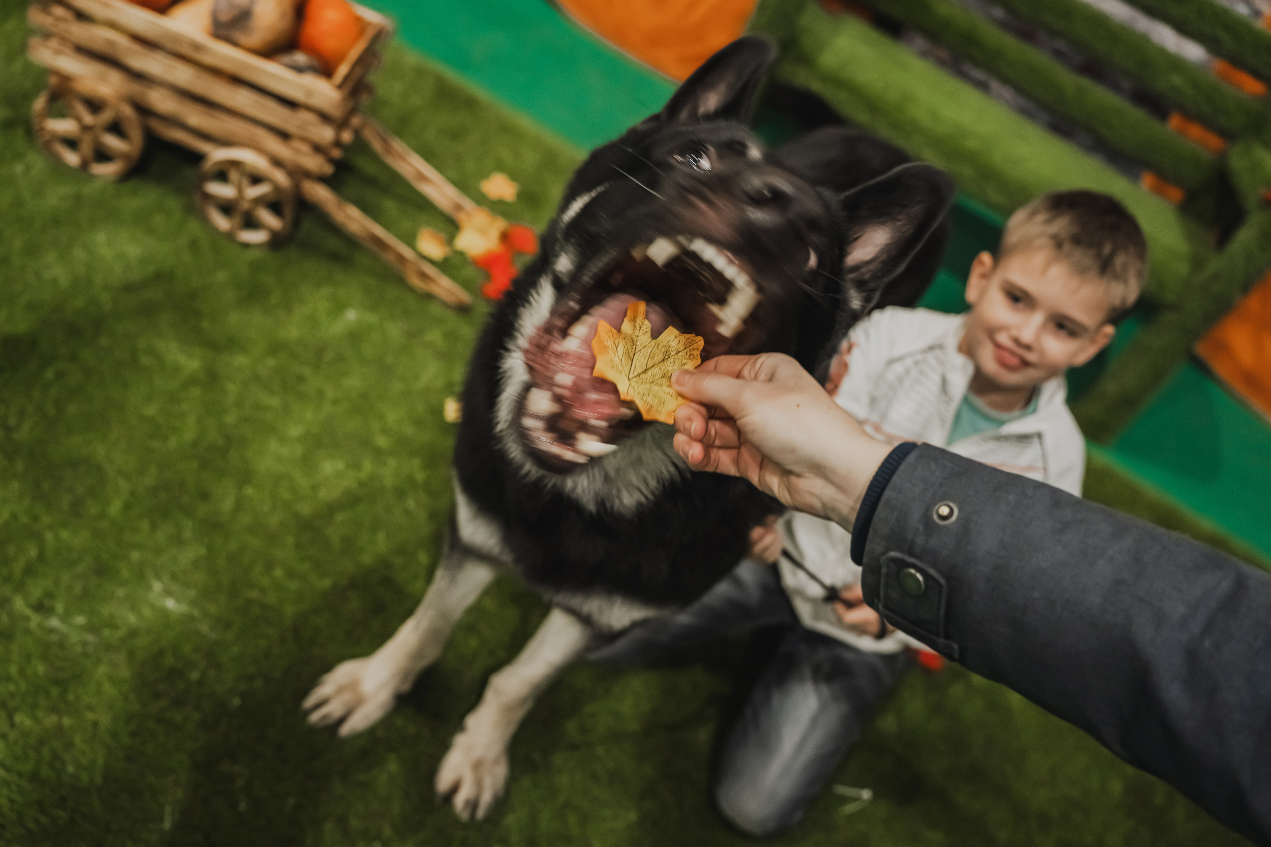 Международная выставка собак всех пород. Репортажный фотограф Анастасия Рубцова