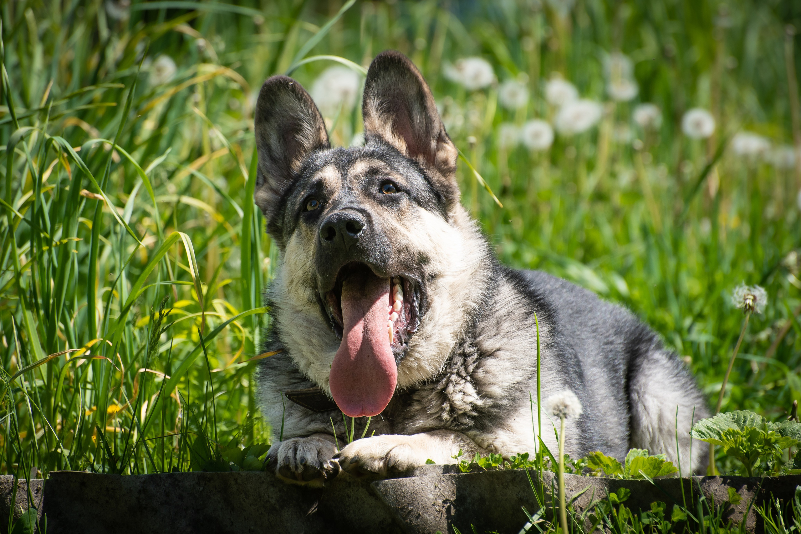 Фотосессия на даче для собак. Фотограф Макс Огурцов в Нижнем Новгороде
