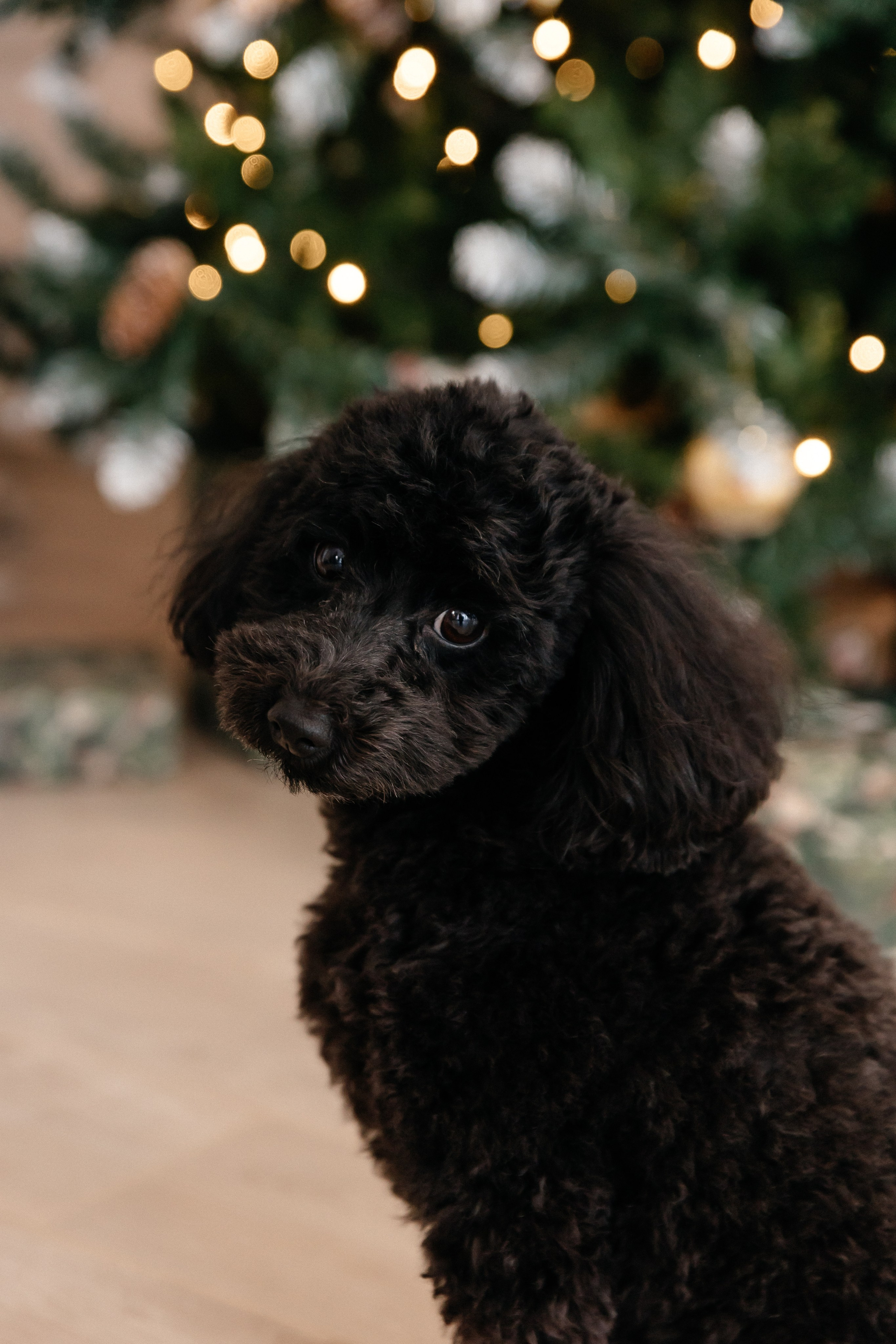 Валентина, Владимир и Маргарита и Эля. Семейный фотограф Минск Усова Ольга