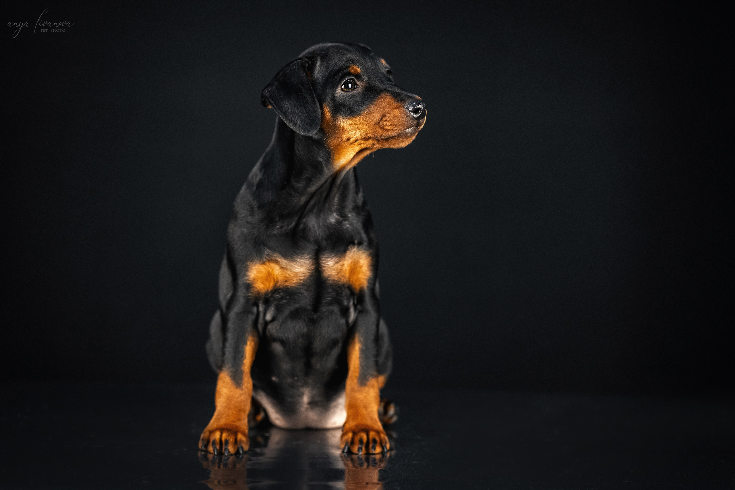 Пинчерята. Фотограф анималист Аня Ливанова | Рыбинск