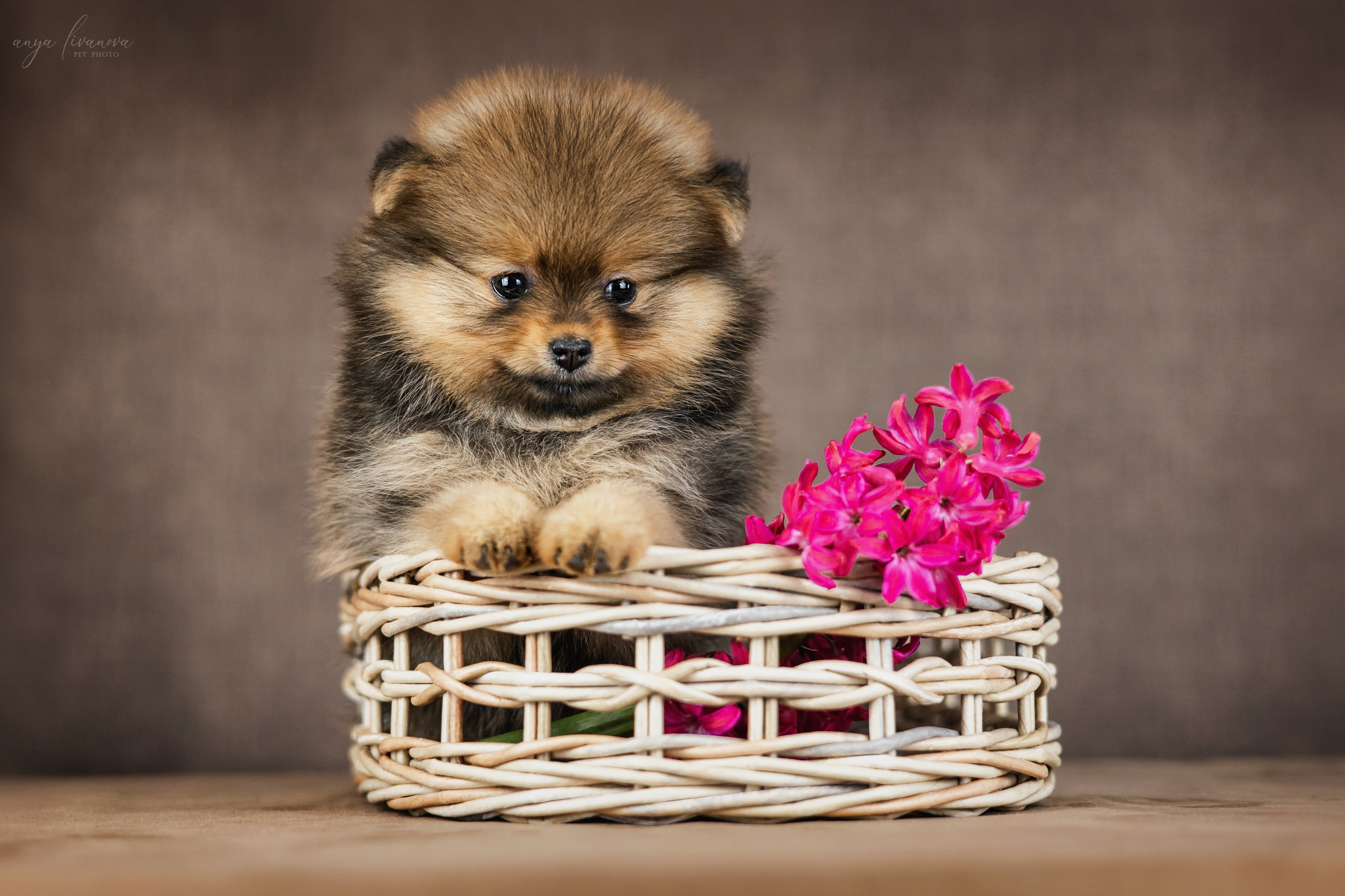 Шпицули. Фотограф анималист Аня Ливанова | Рыбинск