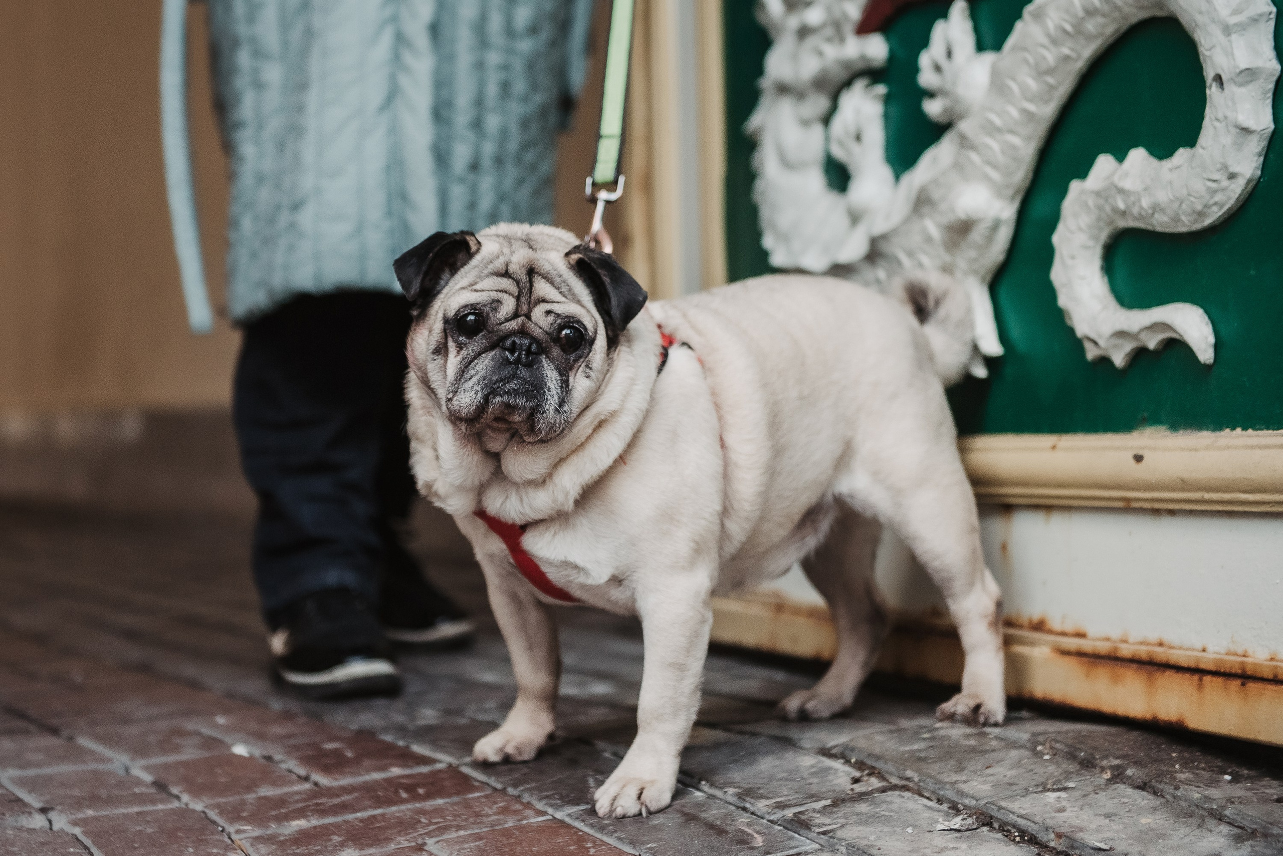 Ольга и Потапум. Прогулка к чайному дому. Семейный Фотограф в Москве Ирина Хохлова