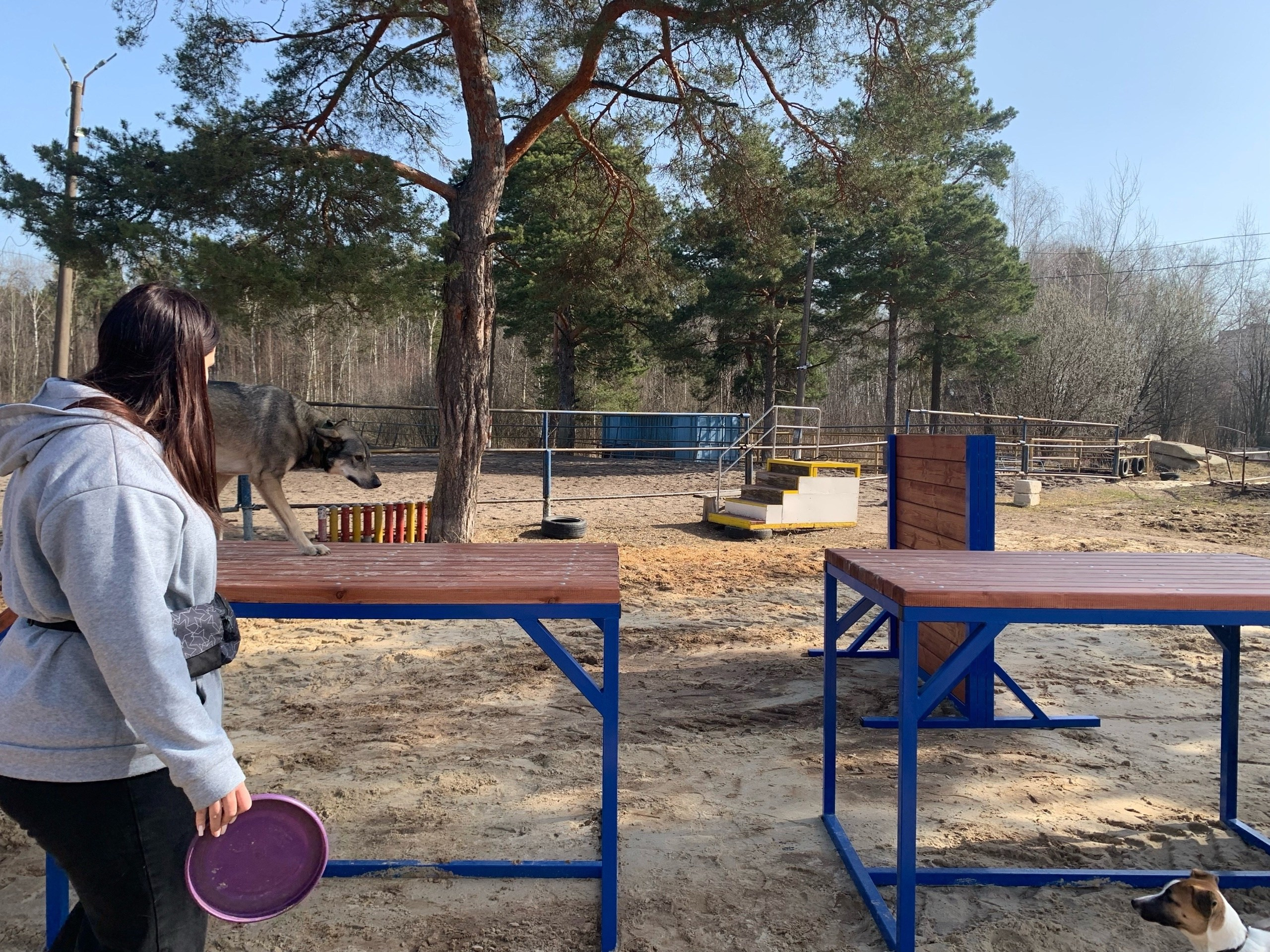 Практические занятия по дрессировке. НРОО КЦ "Собаковод"