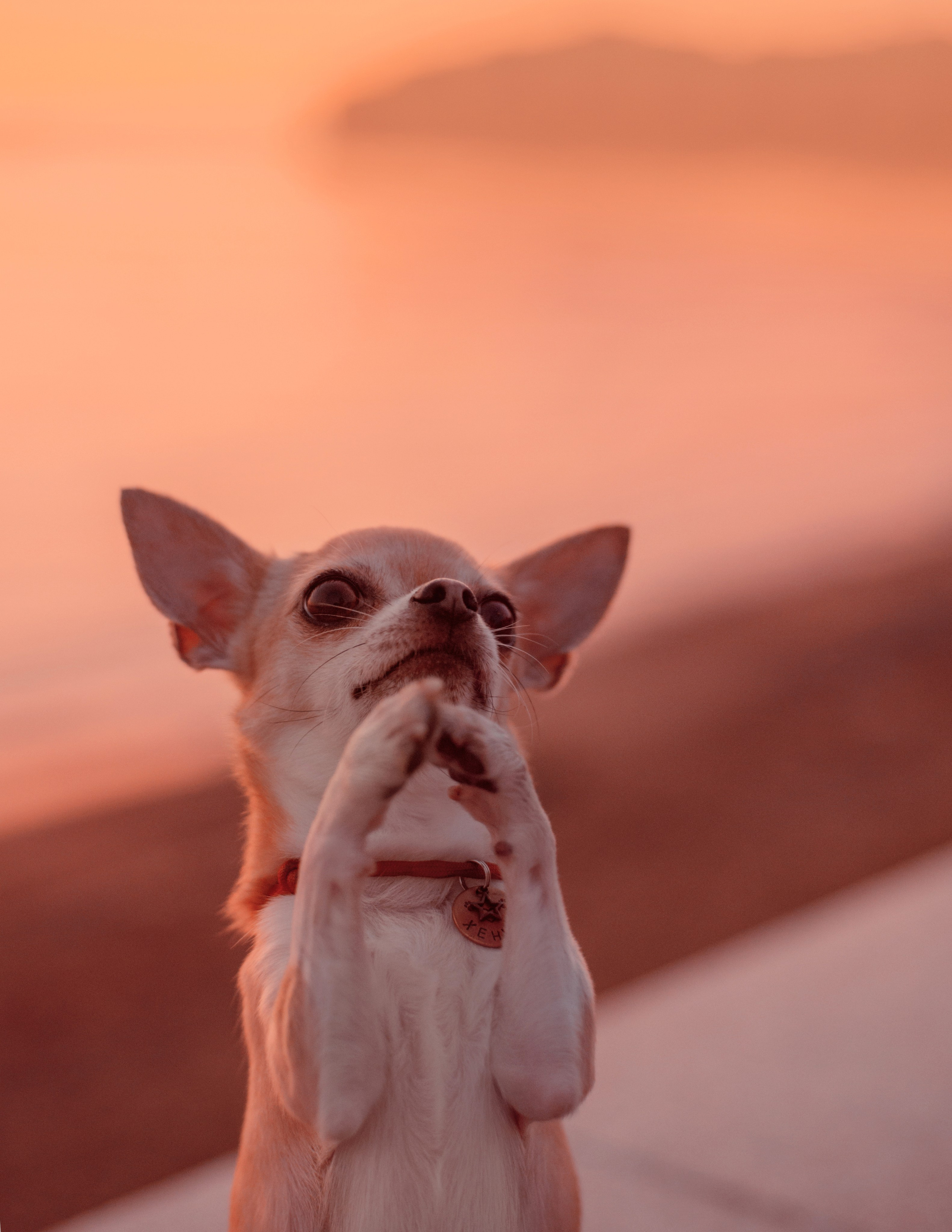 Прогулка: чихуахуа Хенни и Алина во Владивостоке. Портфолио