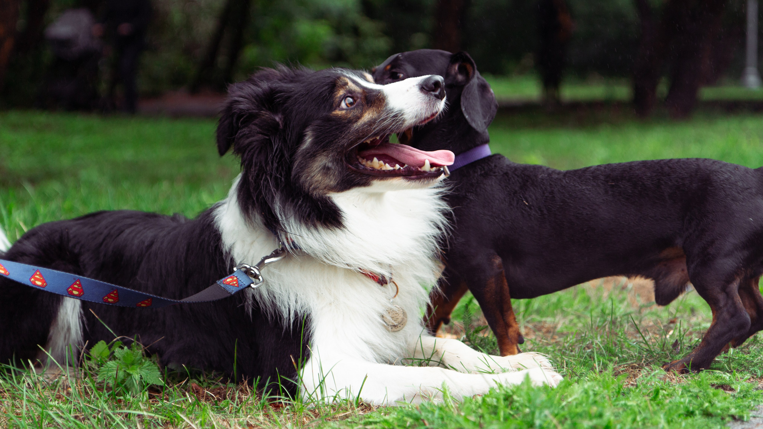 Фотосъёмка животных. Предметный и репортажный фотограф Алексей Кротов