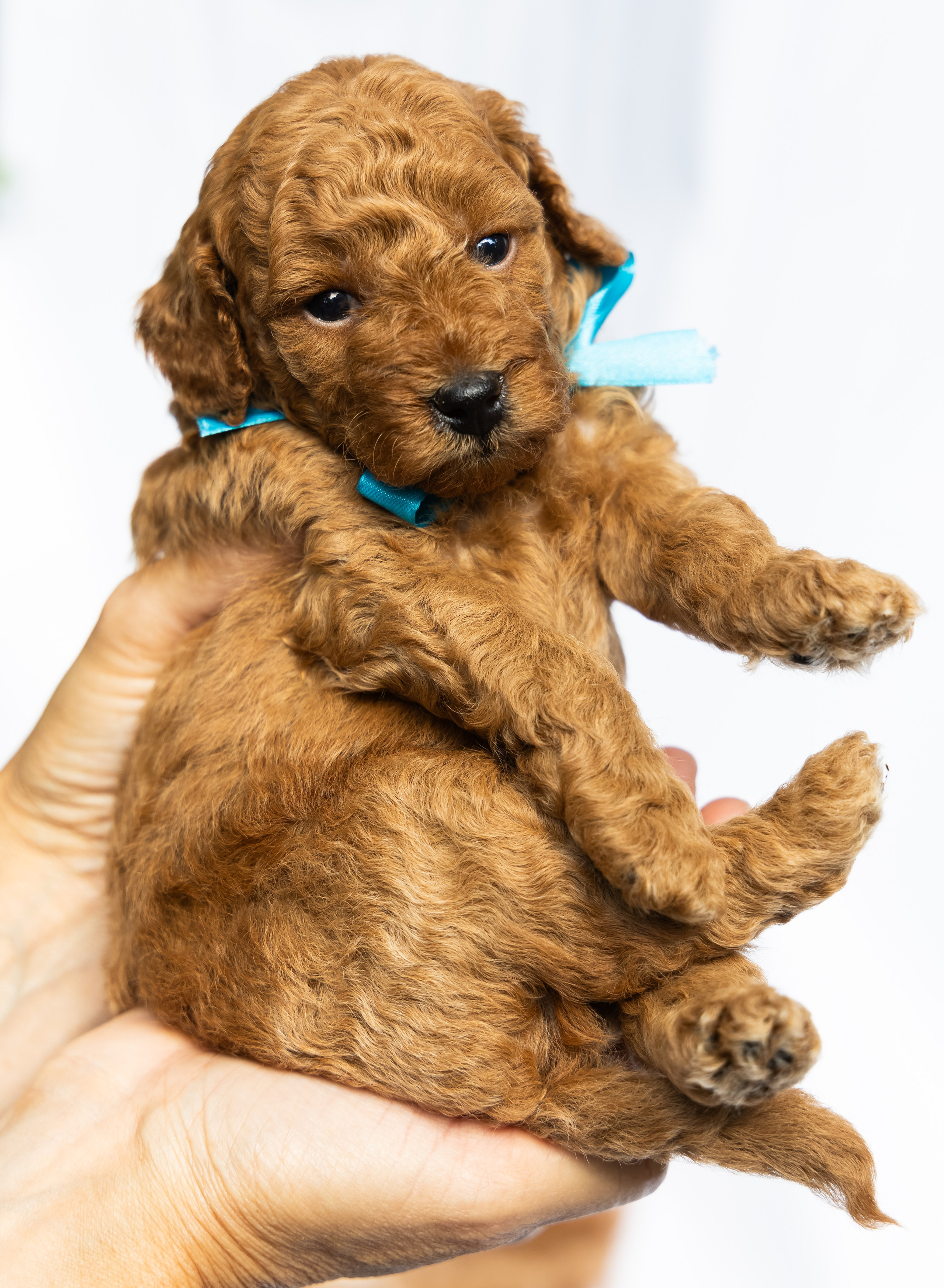 С животными. Фотограф-ретушёр