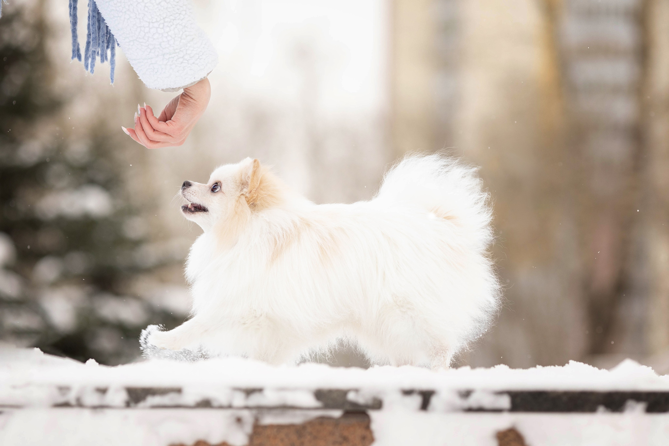 Элина и Чинк. Фотограф Анималист в Перми Анастасия Остерман