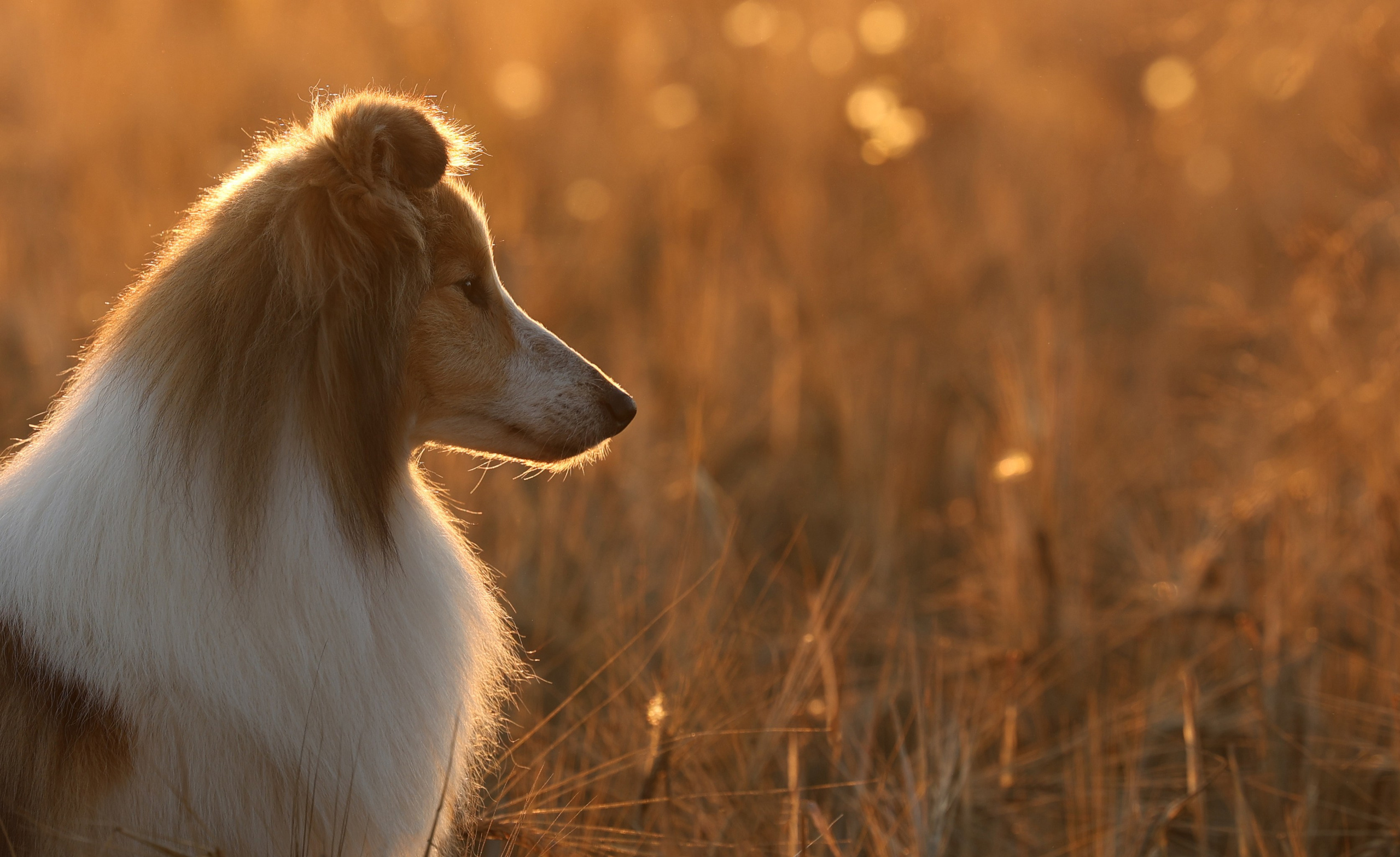Отзывы. Фотограф Анастасия Ветковская, Москва