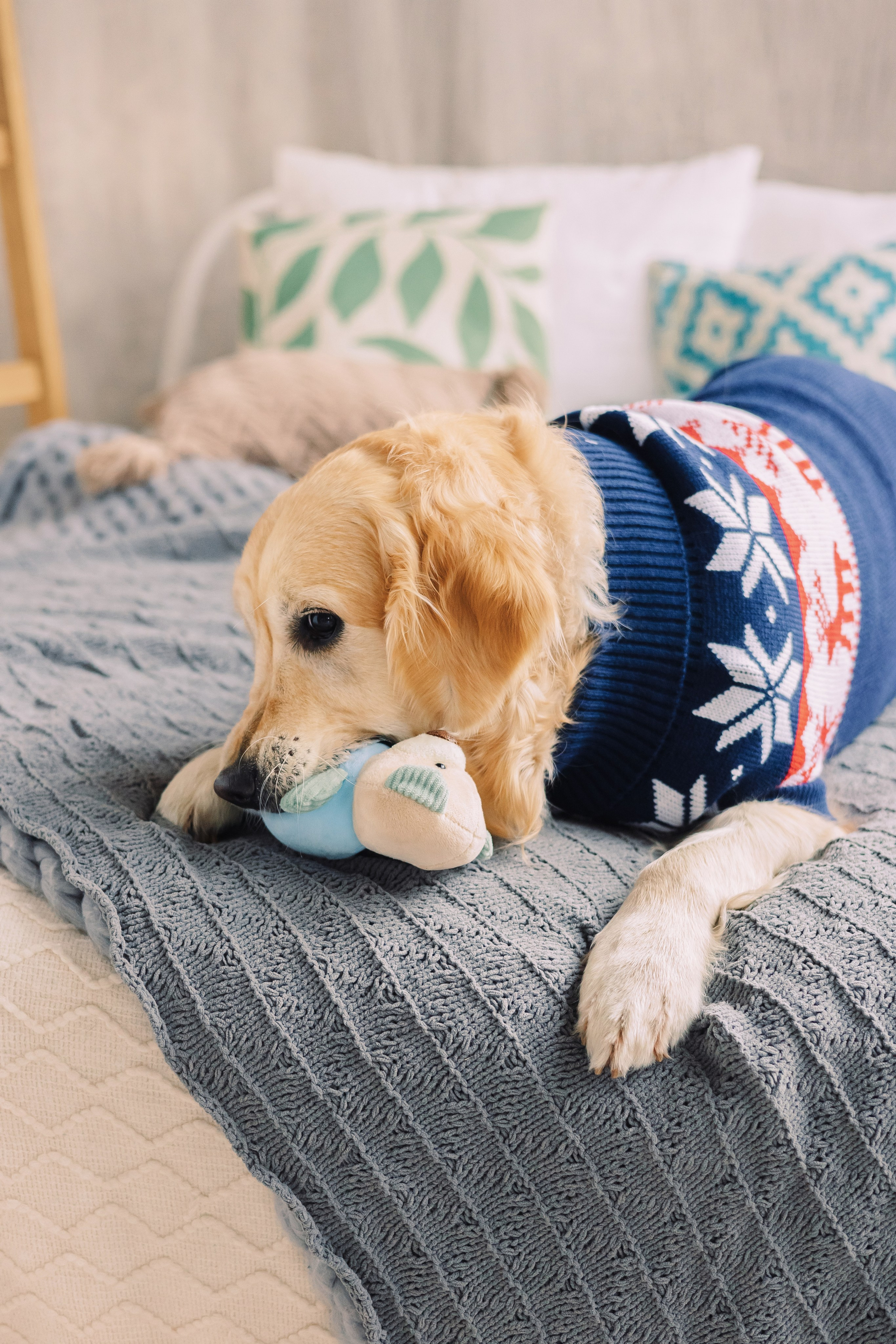 Магазин Friend of mine. Фотограф-анималист Елена Радченко, Москва