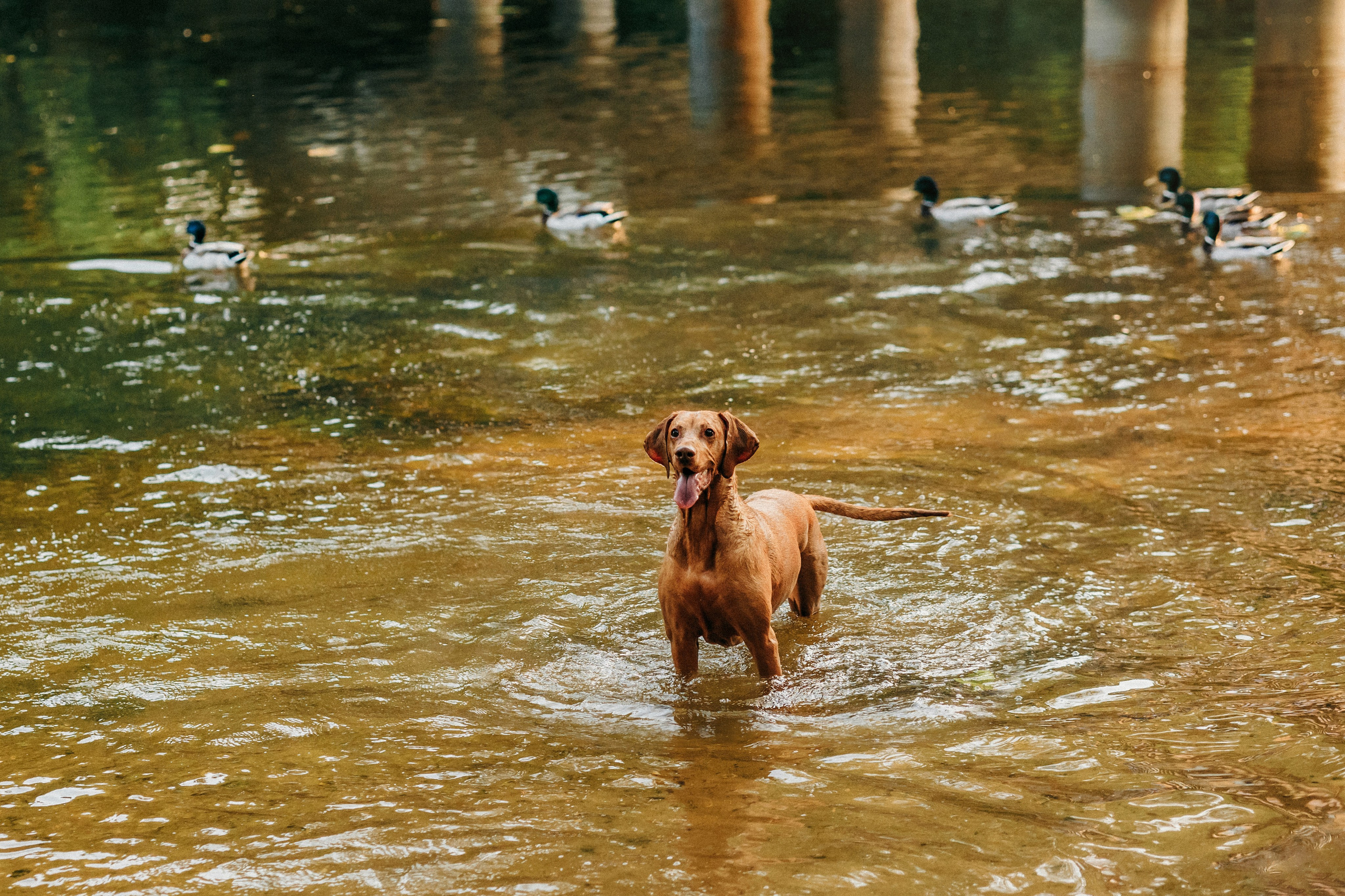 Марина, Глеб, Мая и Чили. Фотограф-анималист Елена Радченко, Москва