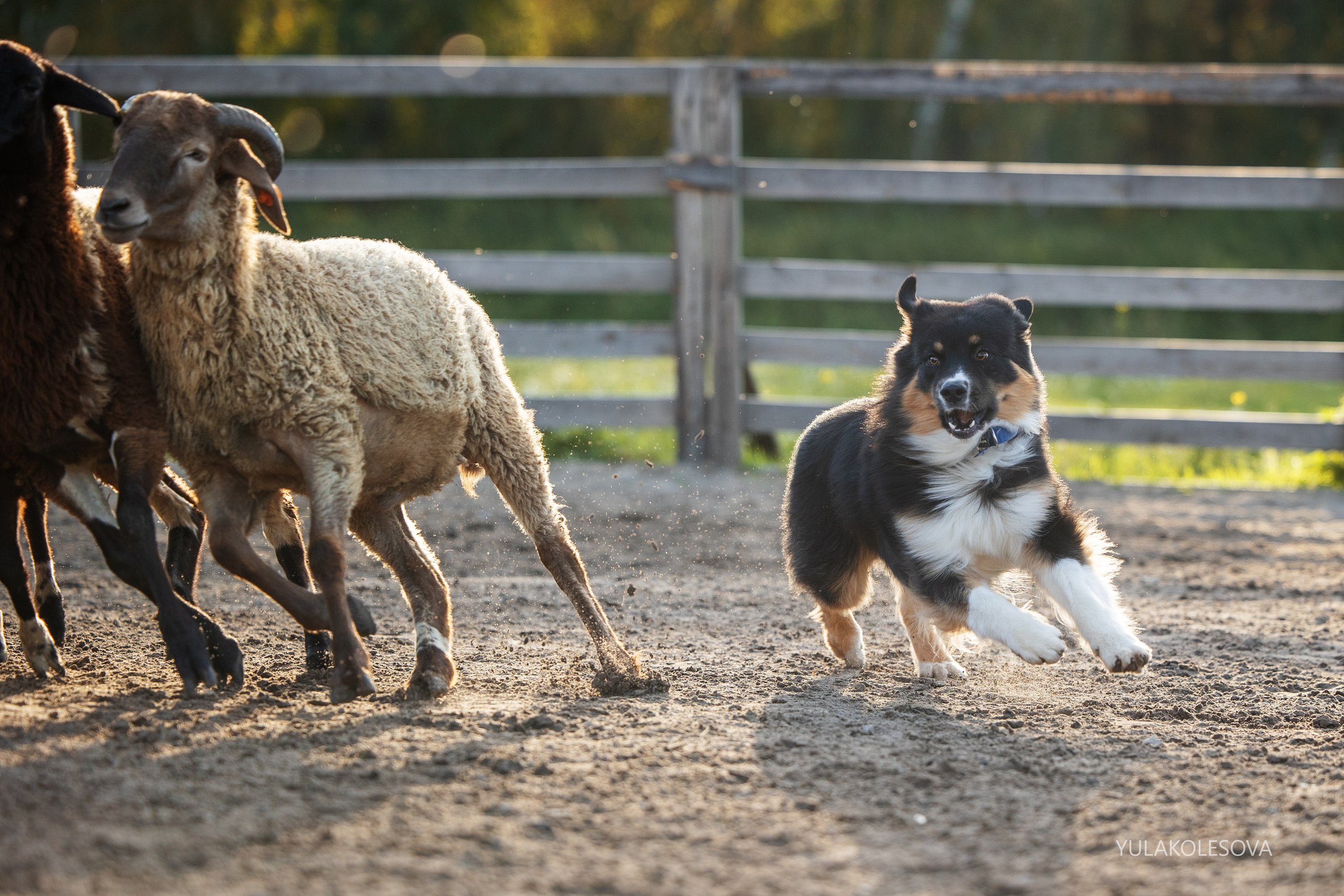 Пастуший интенсив, сентябрь 2024. YULA KOLESOVA | Фотограф — Анималист | Художник | Тюмень
