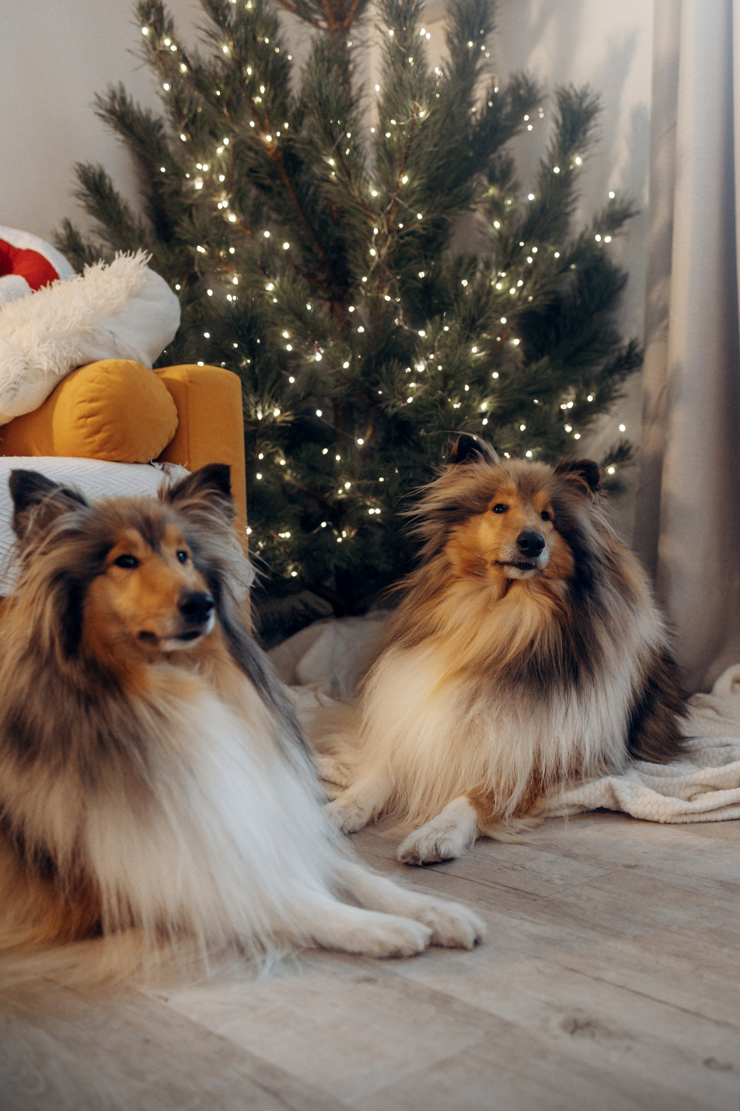 Юлиана, Элли и Райан. YULA KOLESOVA | Фотограф — Анималист | Художник | Тюмень