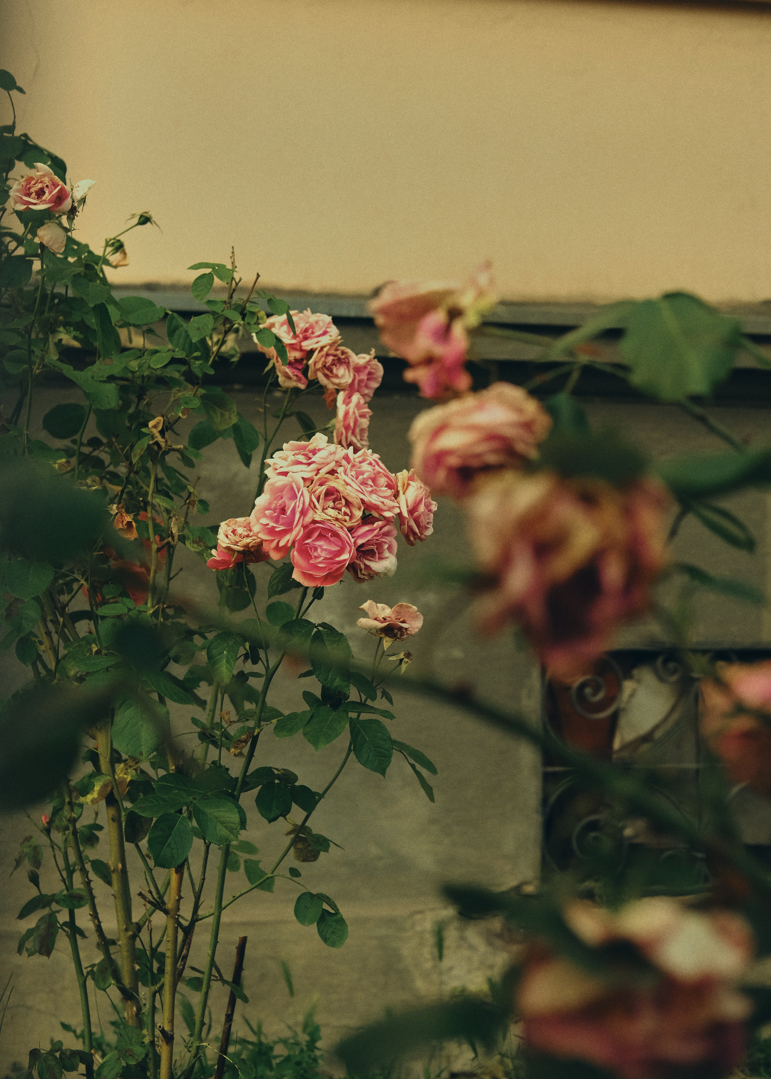 Street. Sasha Shu — retoucher and photographer