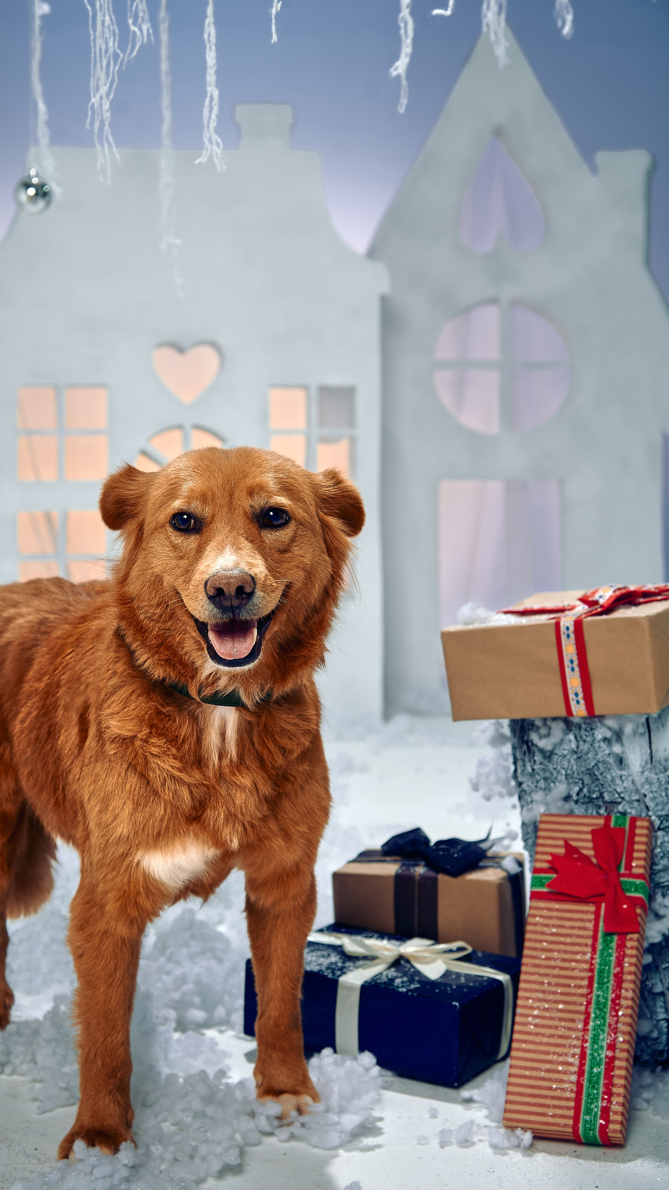 Съемка с питомцами из приюта. Фотограф Алматы Ольга Photodooshy