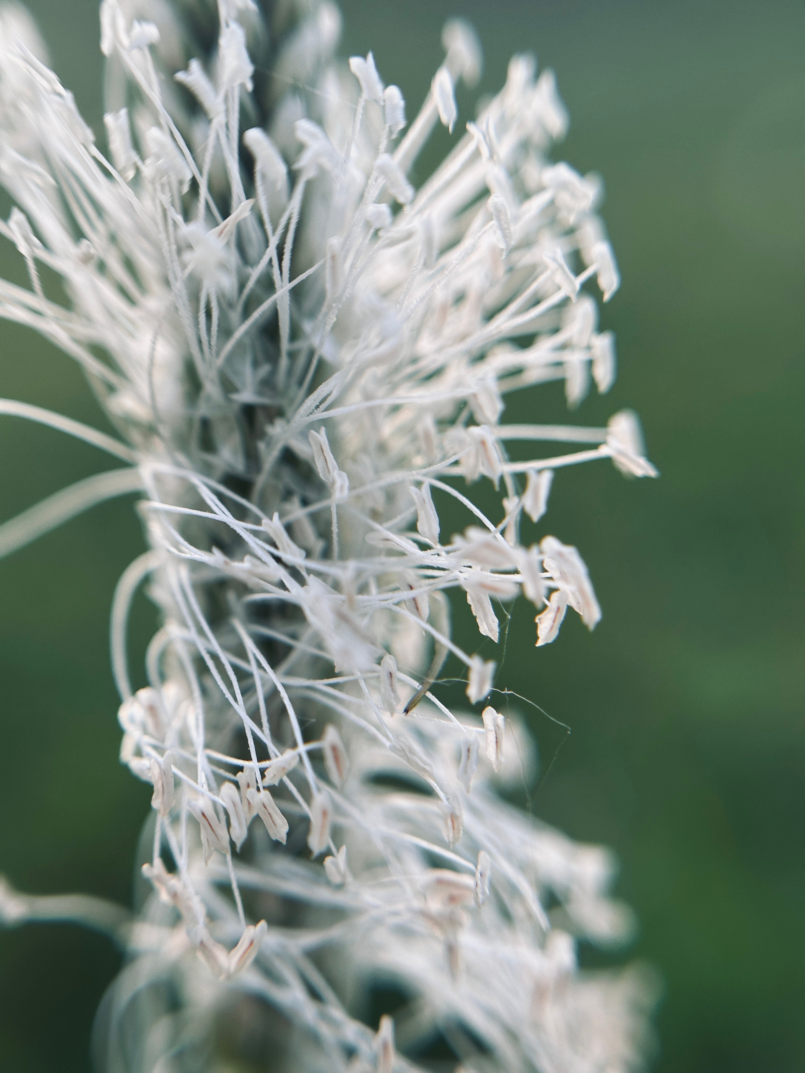 Макро любовь. Смотри, красота!