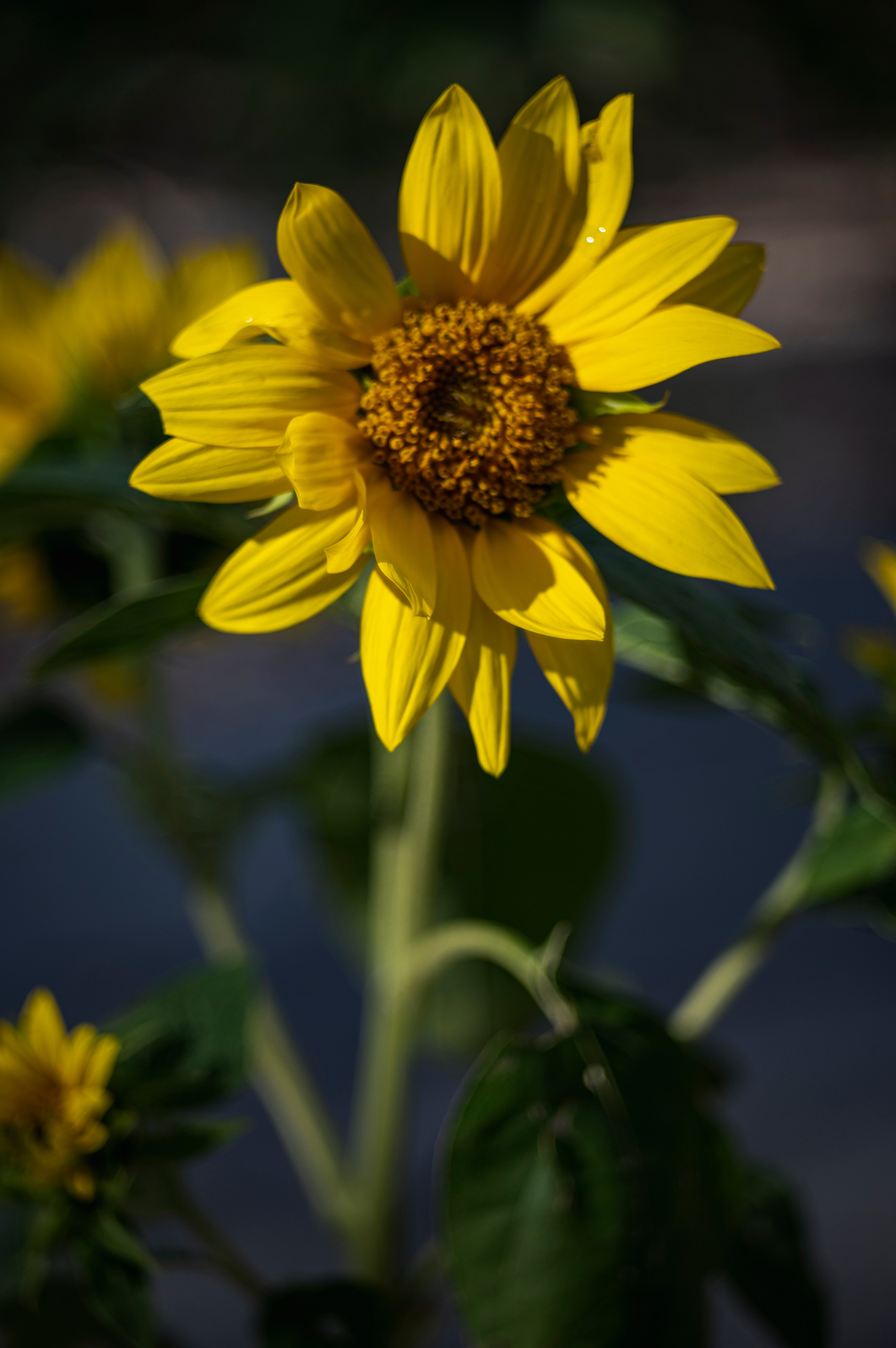 Фотопрогулка по Москве. Фотограф Роман Адлер