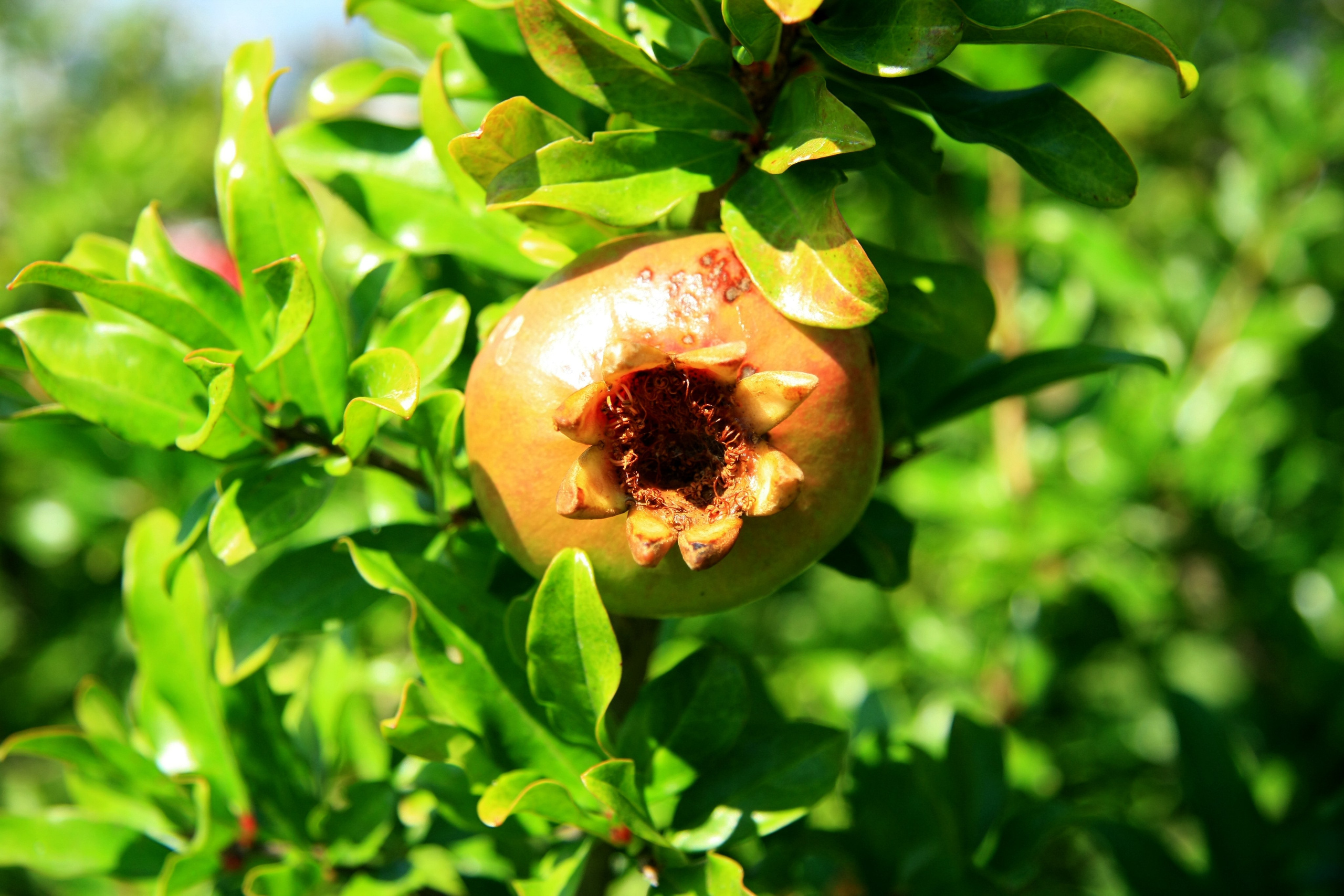 Первые кадры. Сочи — парк. Фотограф Роман Адлер