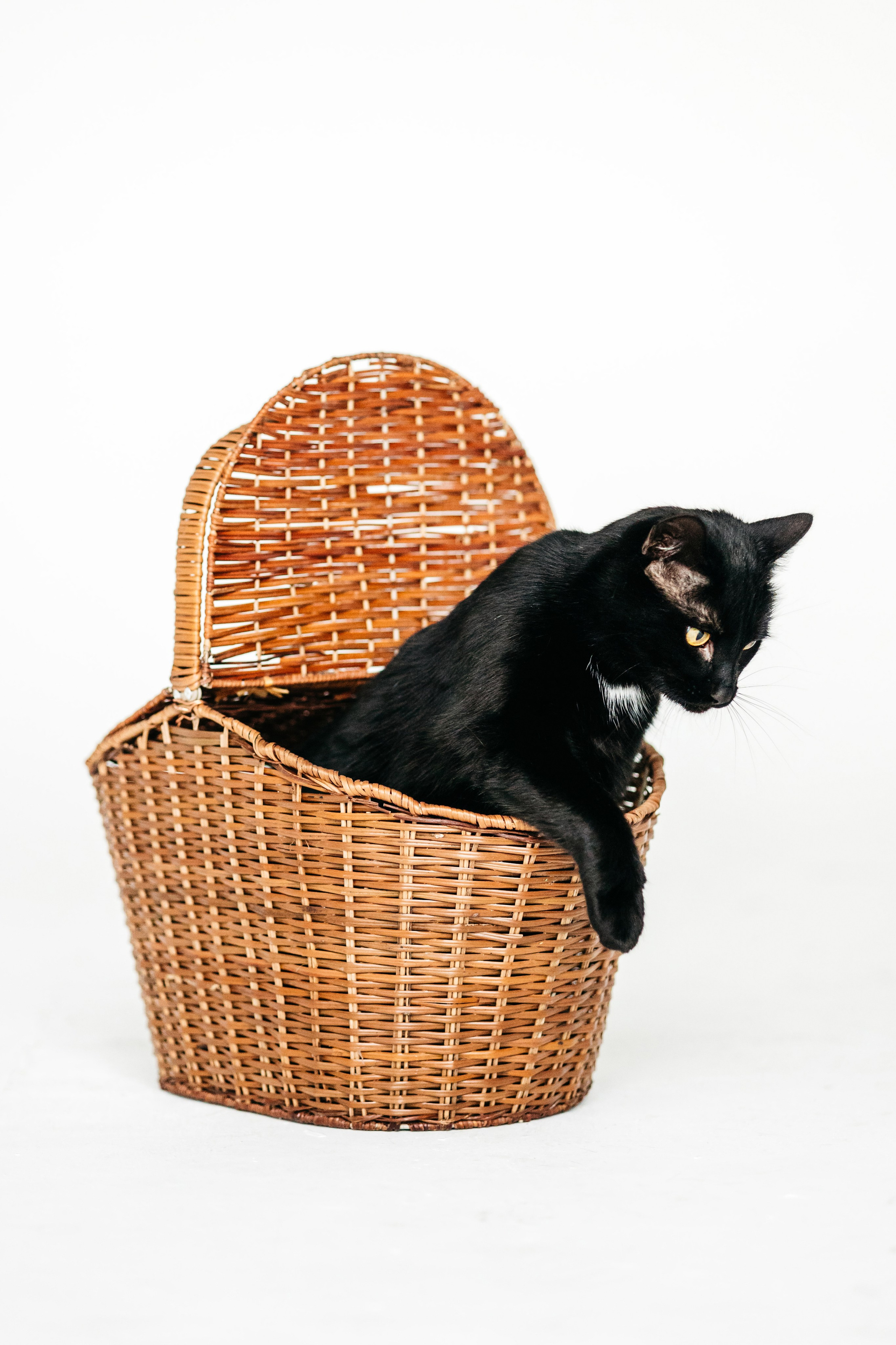 Кузя. Фотограф-анималист Елена Радченко, Москва