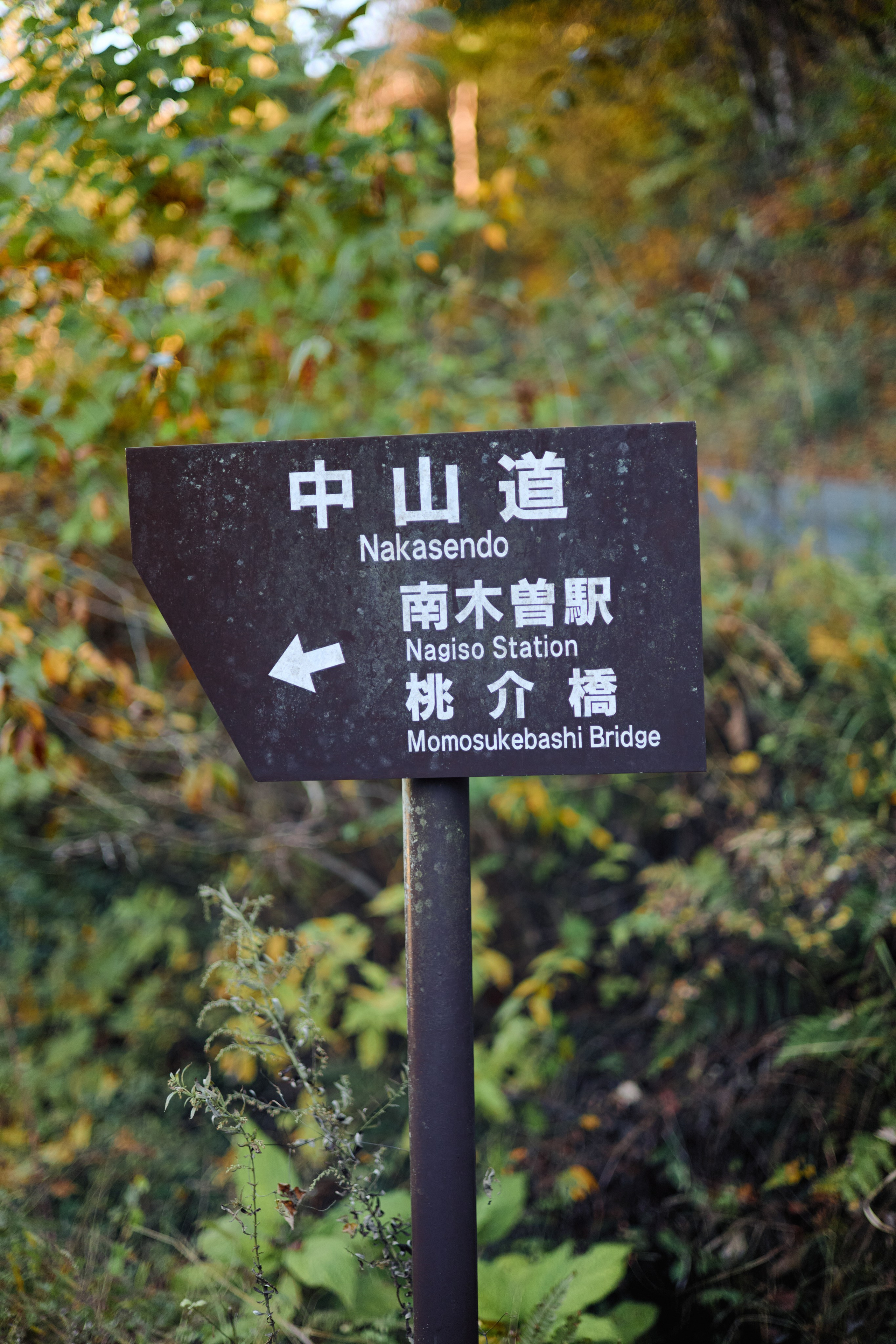 Япония. Профессиональный Фотограф во Владимире, в Москве и в Суздале — Полина Романычева