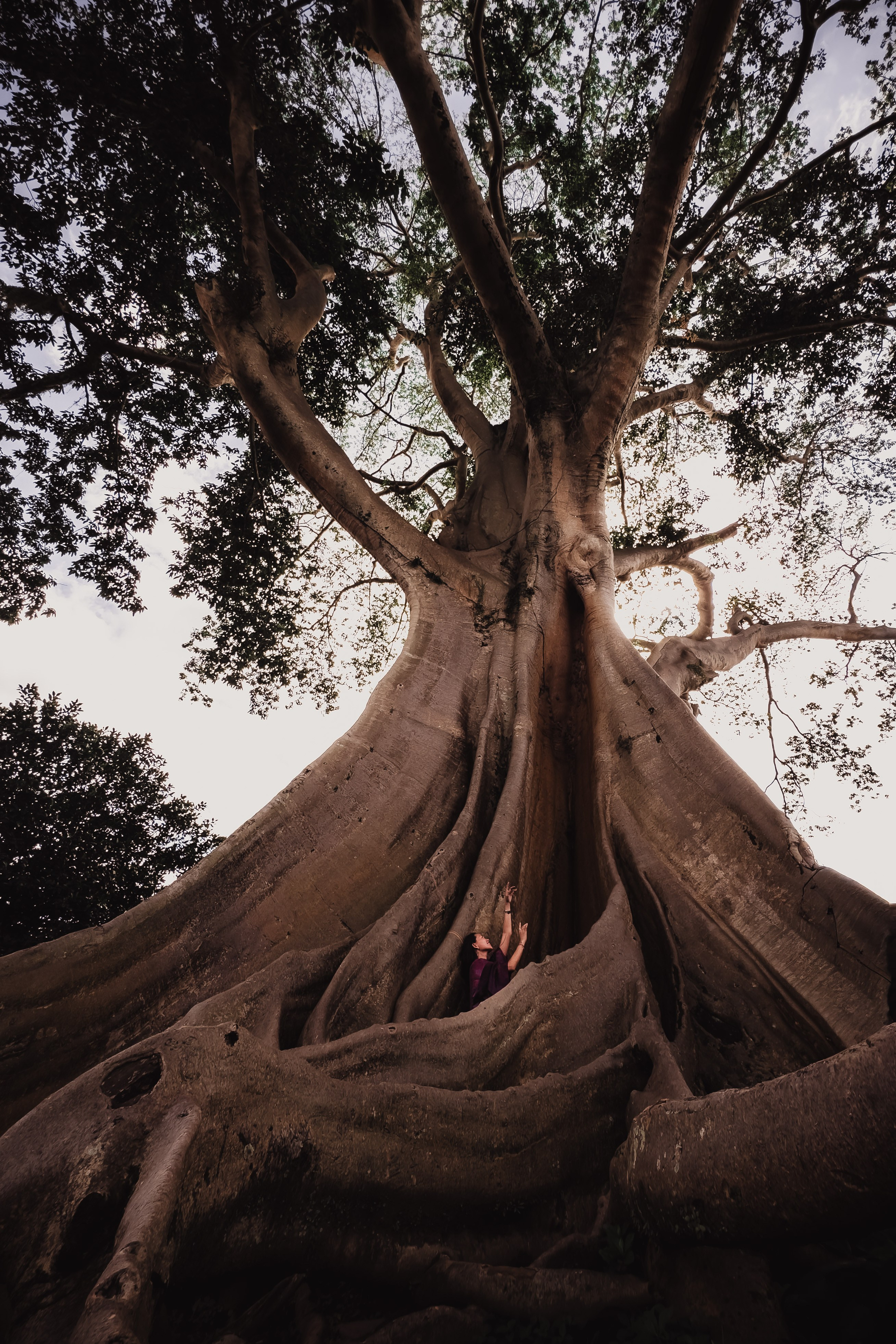 Banyan date. Mariam Bagdasaryan