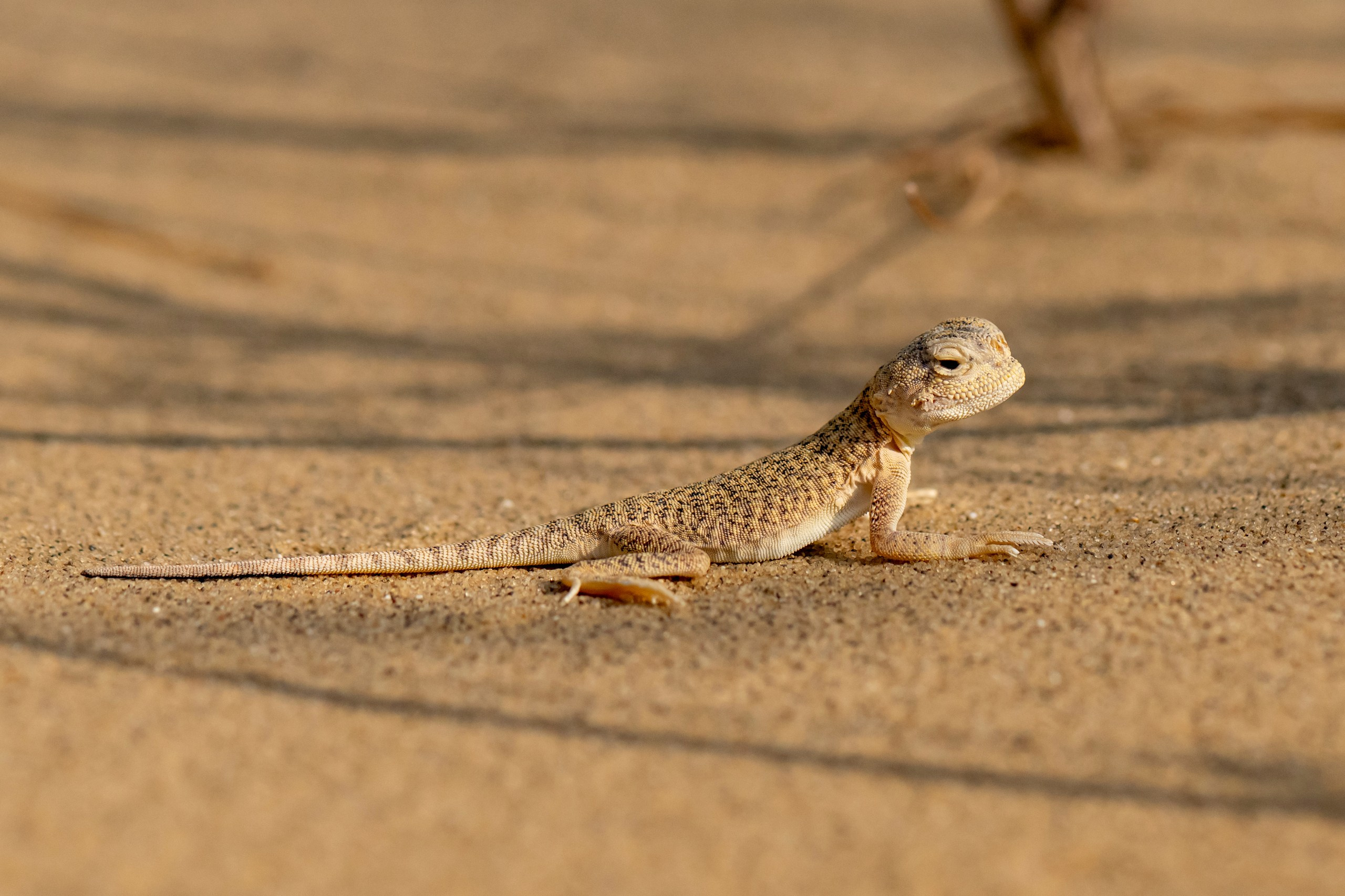 Природа Дагестана, сентябрь 2024. Foto-Zuev фотография как искусство