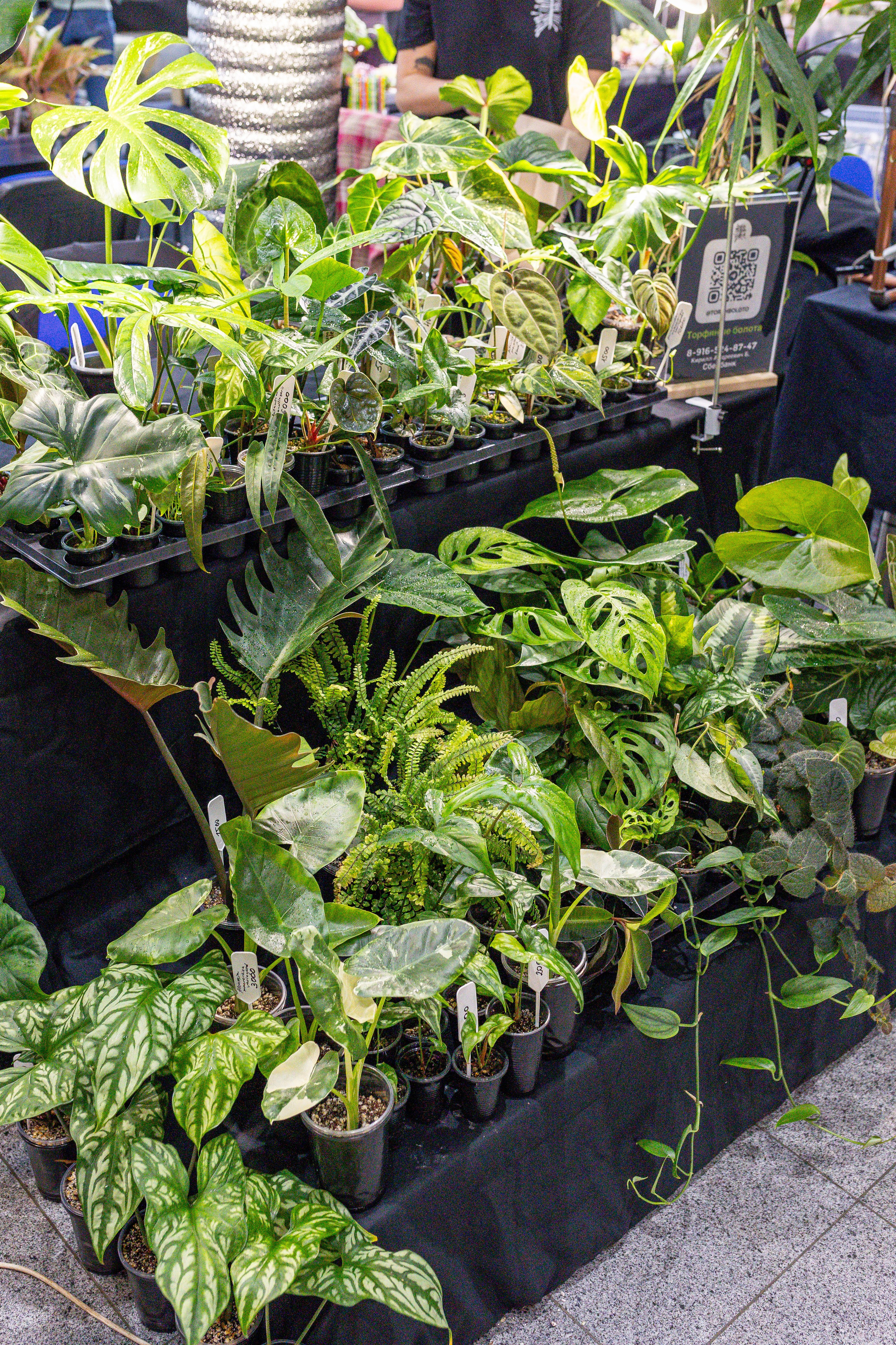 Монстериум апрель 2025. Александра Куликова фотограф, Москва