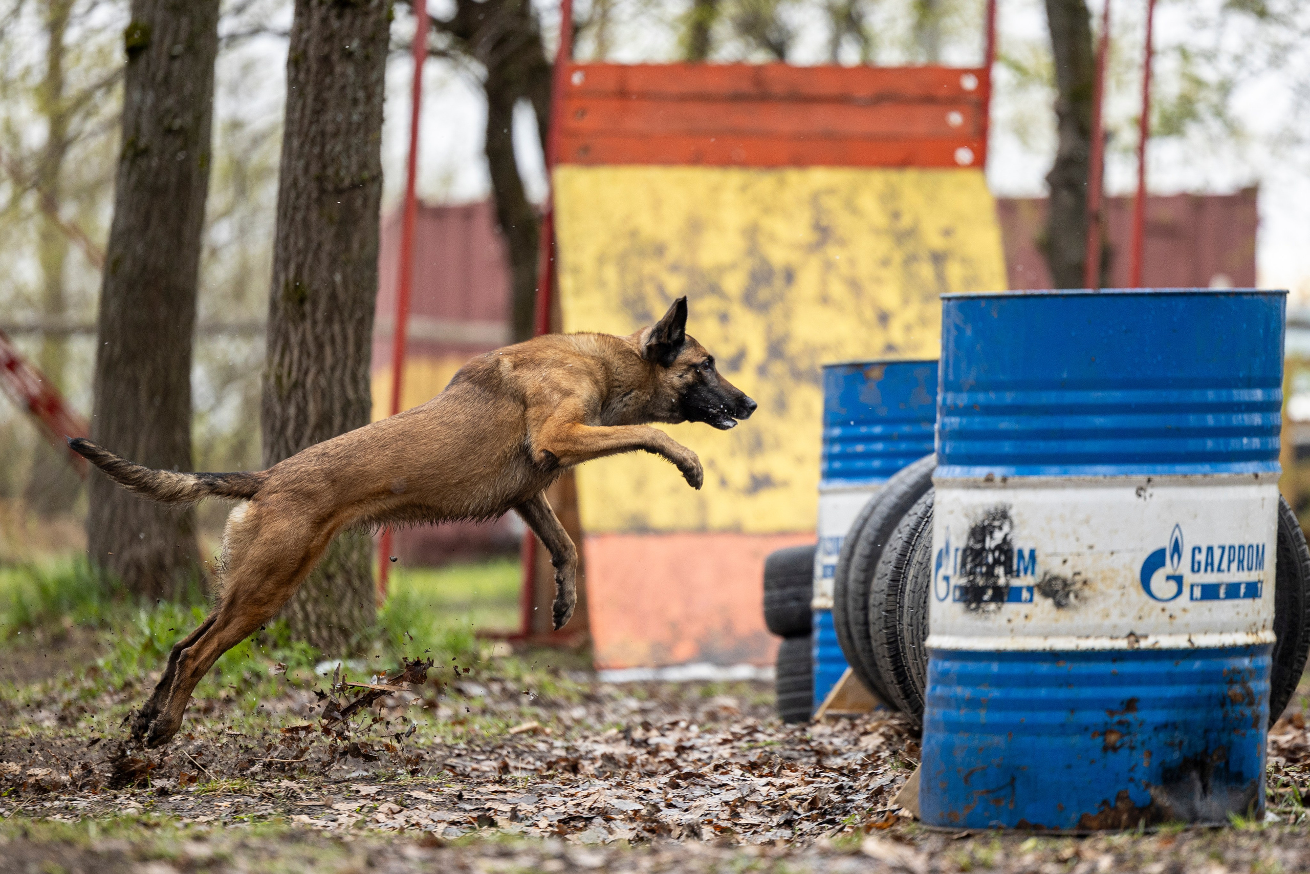 Квалификационные состязания по мондьорингу г. Вологда 11.05.24. Фотограф-анималист Анна Маринич