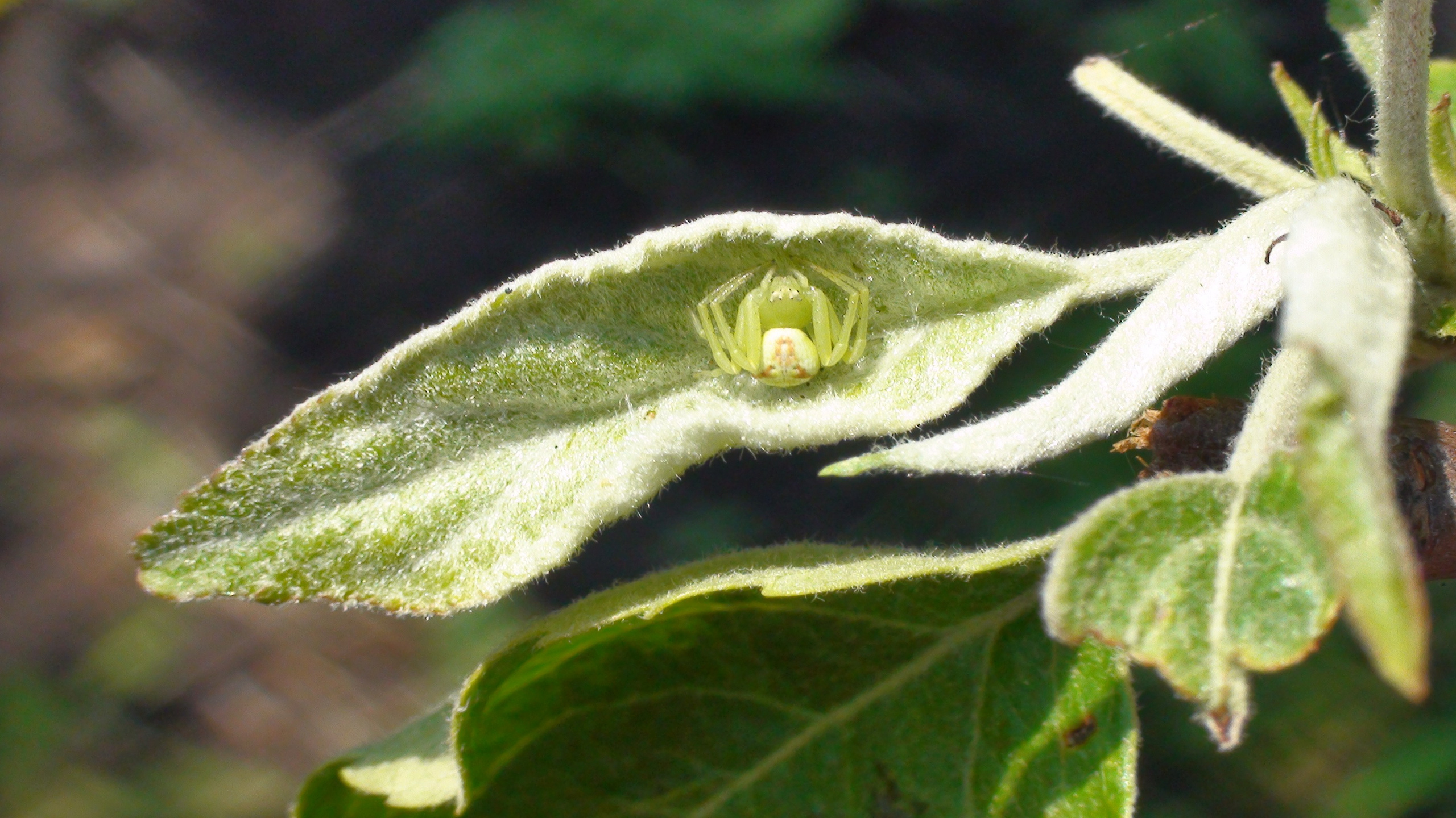 Дача 07.06.2009. Семейный, Свадебный фотограф СПБ Питер— Романова Екатерина