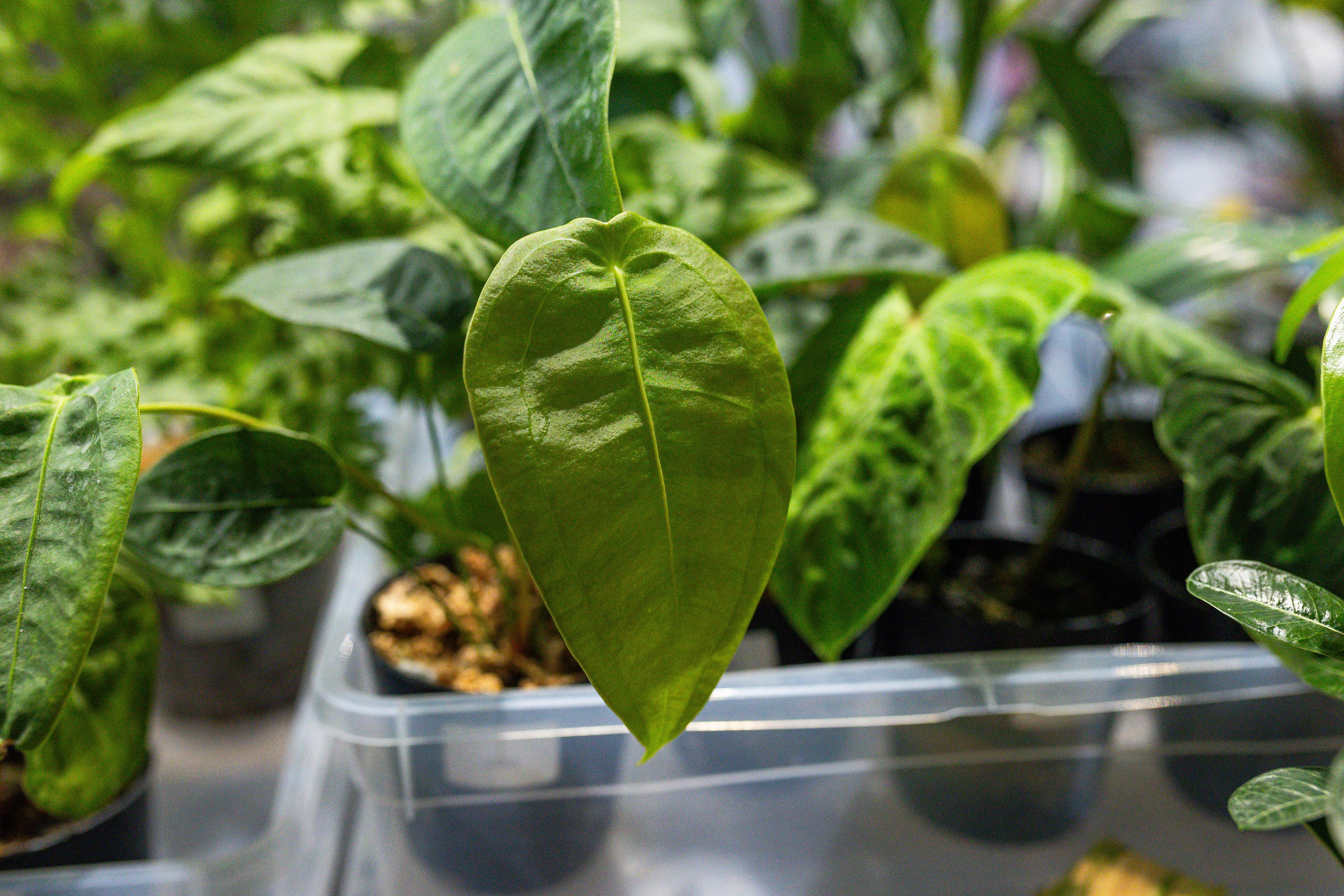 Ярмарка Green Rare 20.09.25. Александра Куликова фотограф, Москва