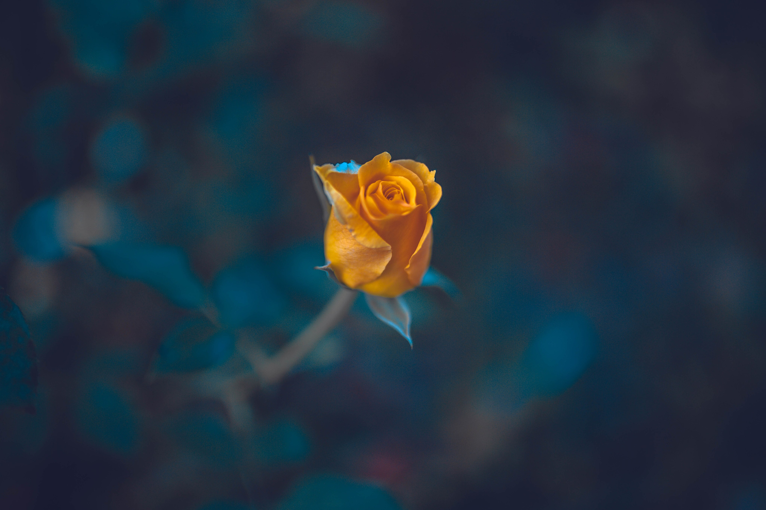 Флора и фауна. Sergey Shapovalov, фотограф, видеограф, графический дизайнер, монтажер