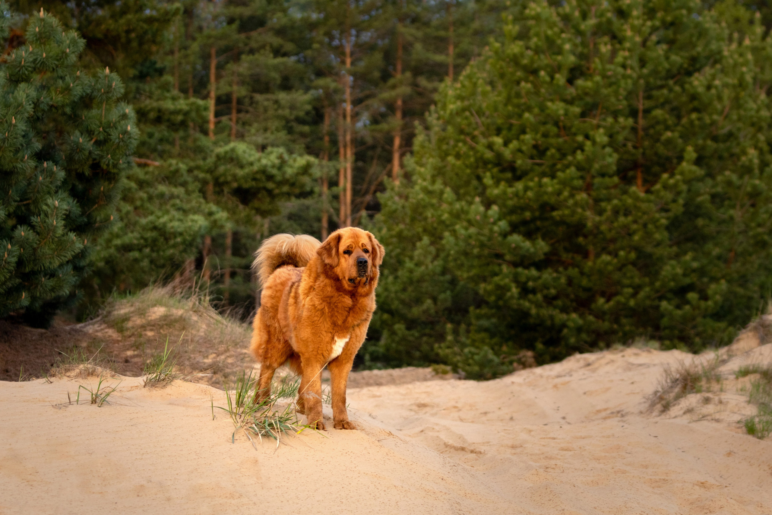 Прогулки. Фотограф — анималист в Москве и области Ольга Петракова