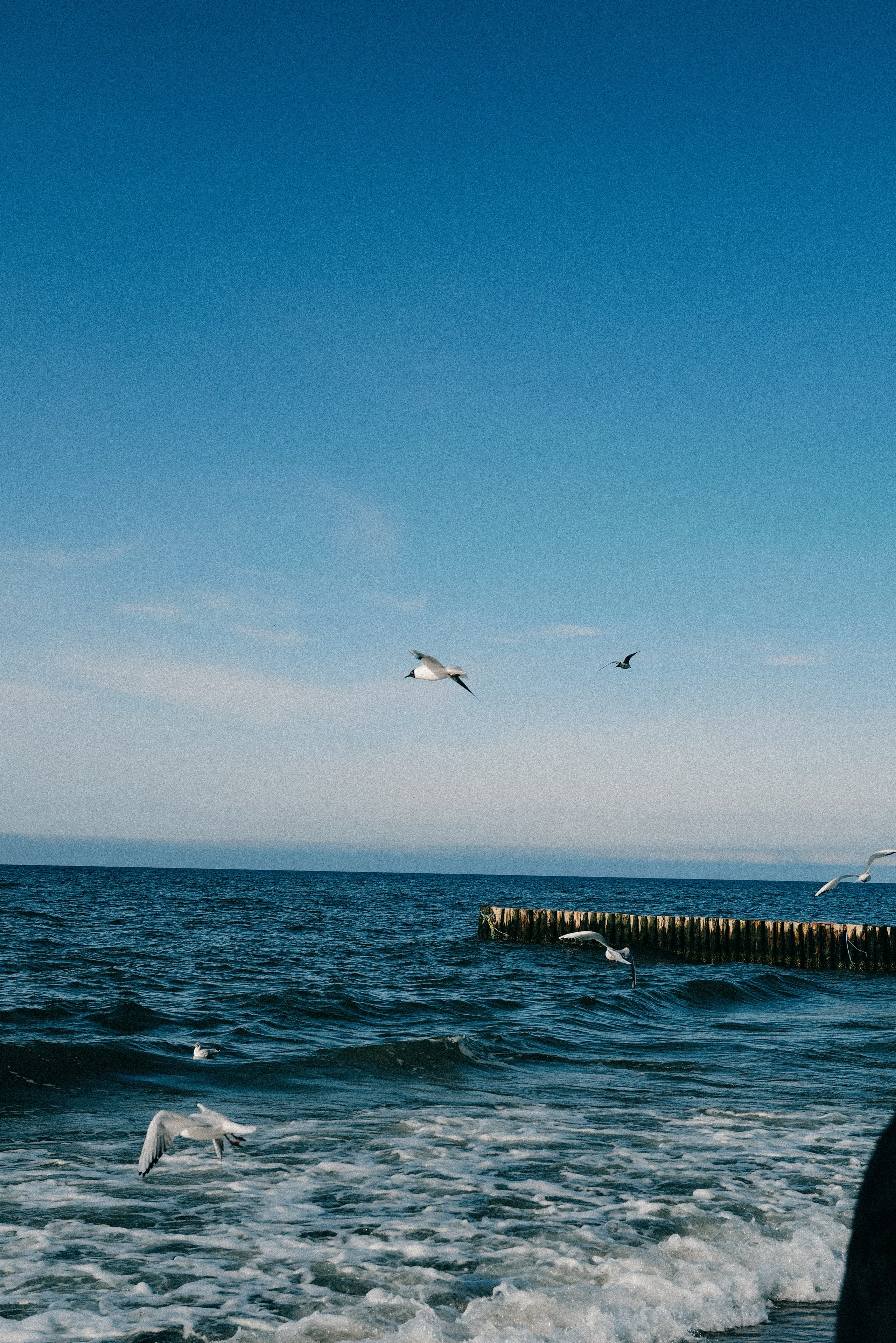 Zelenogradsk. Фотограф София Комкина