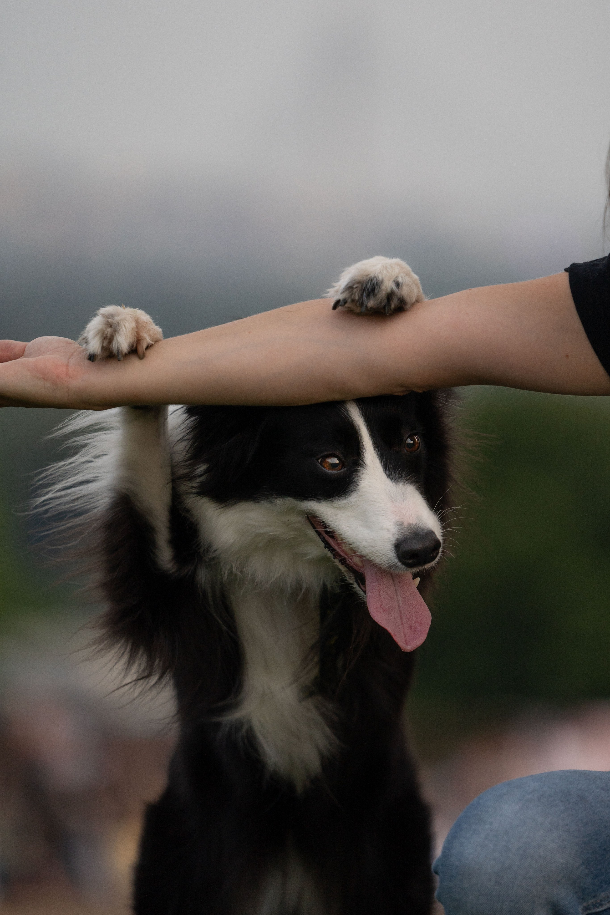 Белград, Калемегдан. Таня и Шегги. Фотограф анималист