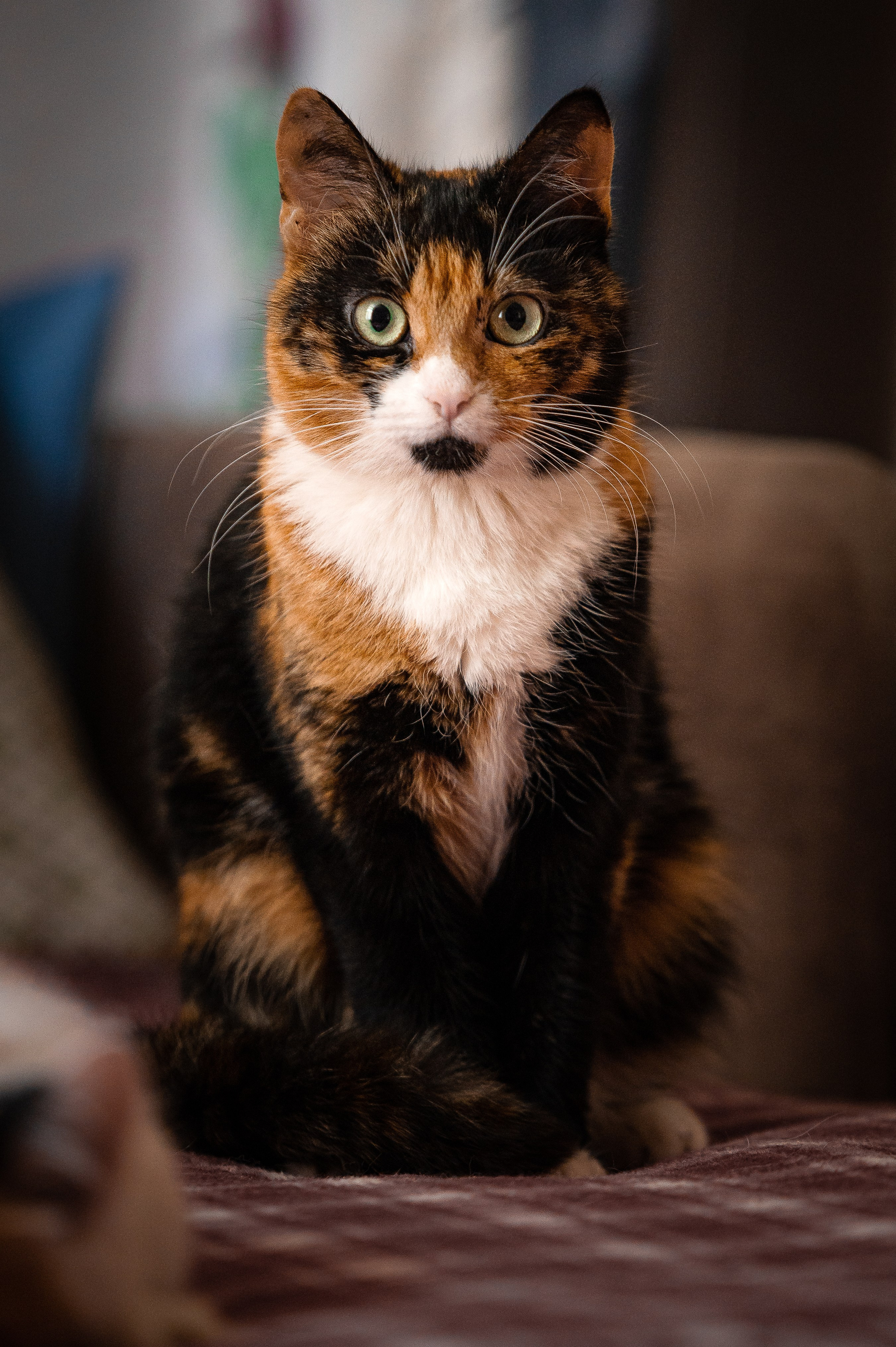 Кошки. Фотограф-анималист в Санкт-Петербурге Анастасия Иванова