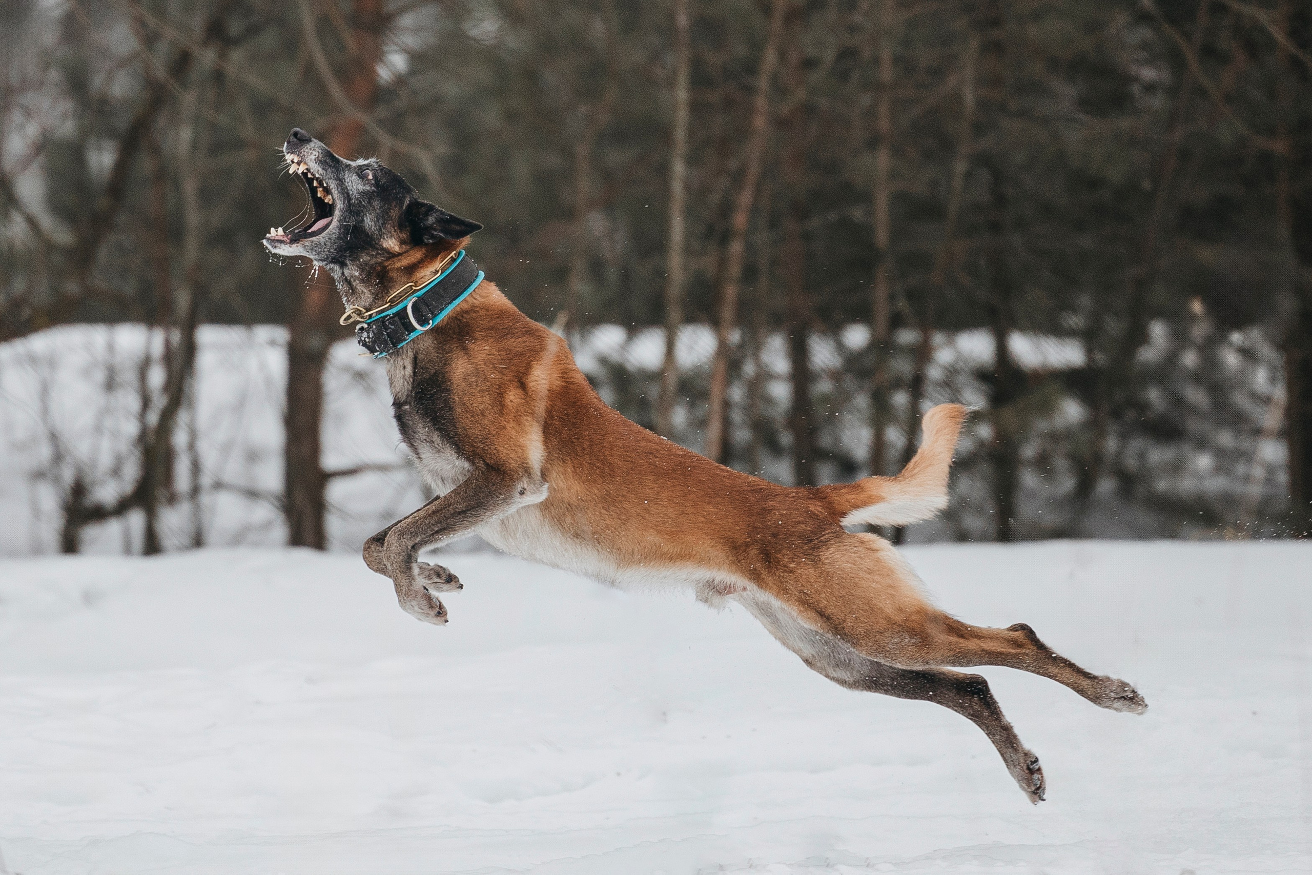 Даша, Омен, Айс и Рицу. Фотограф-анималист Анна Маринич