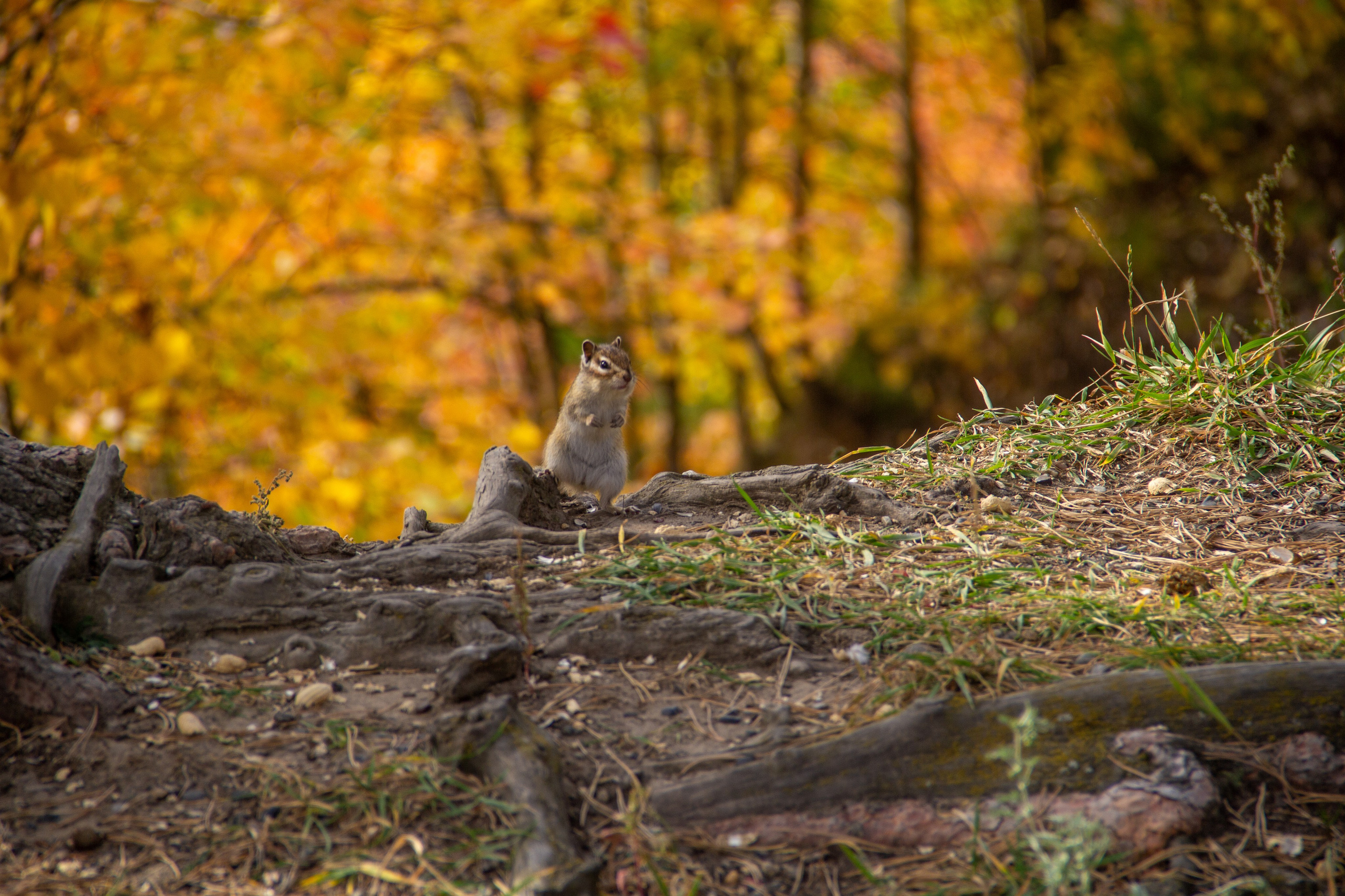 Осень. Ваш фотограф Северск | Томск