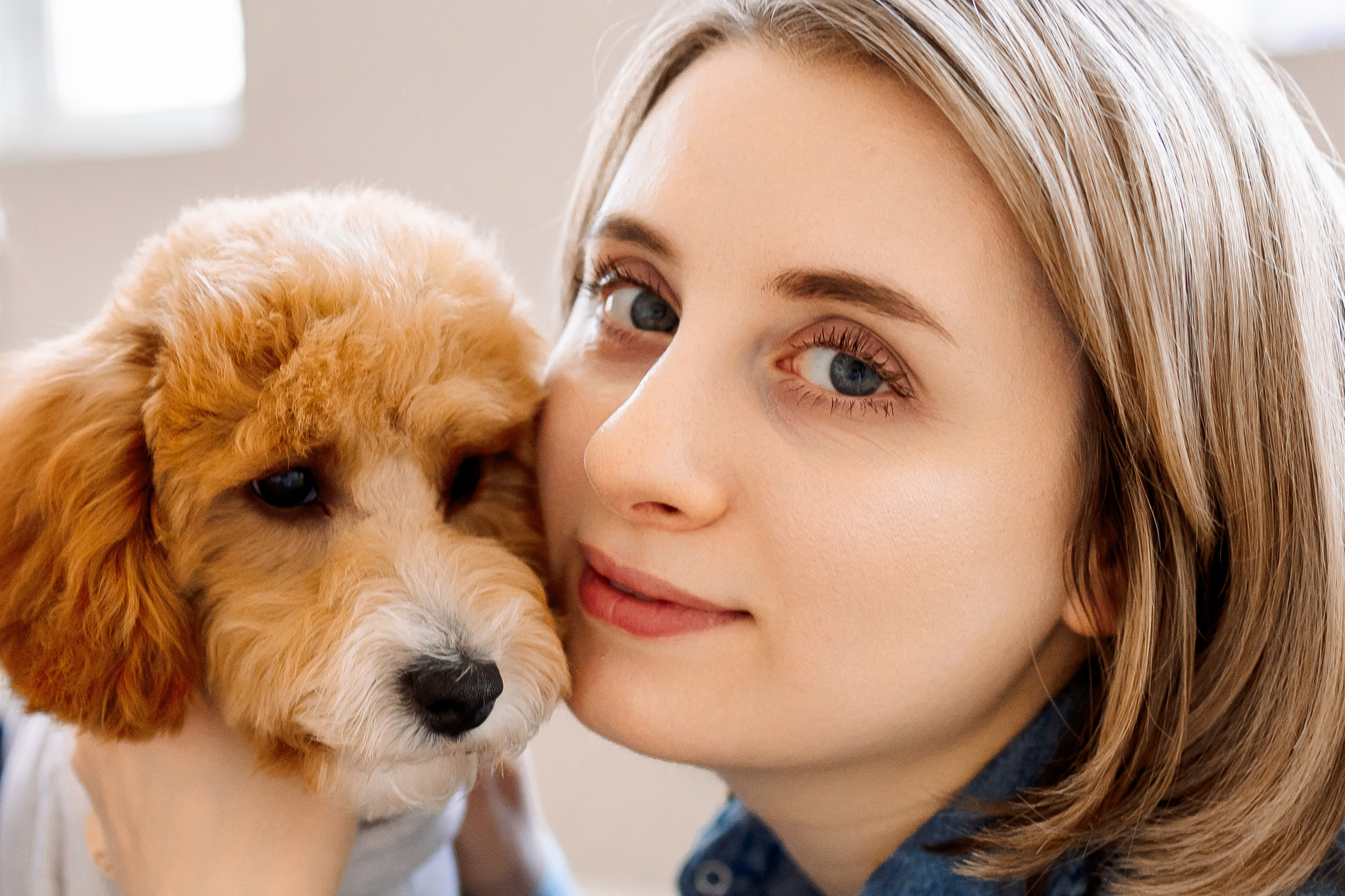 портрет собаки мальтипу